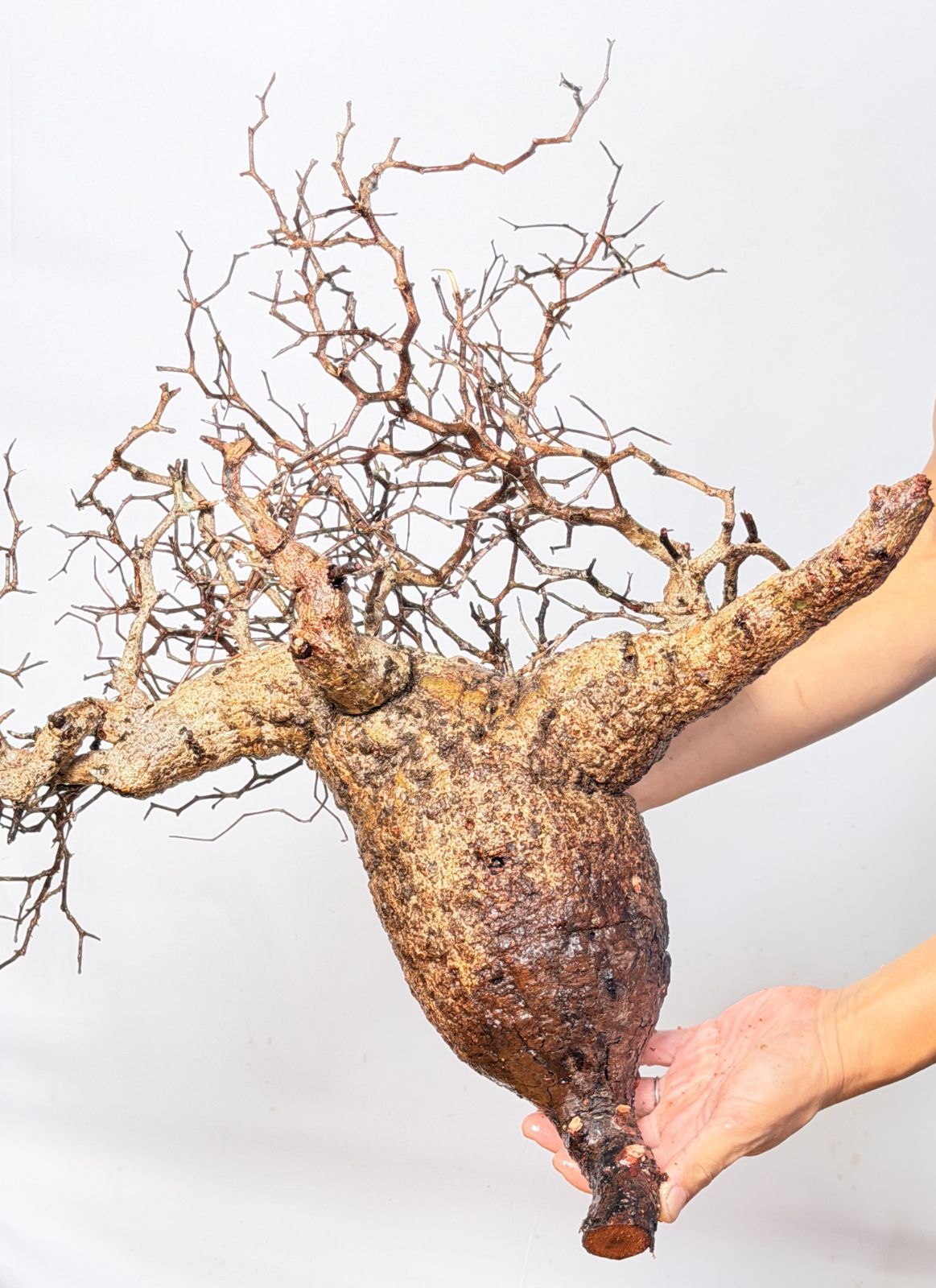 A125 Maison de Madagascar オペルクリカリア パキプス ベアルート株 マダガスカル選抜 Operculicarya pachypus パキプス コーデックス