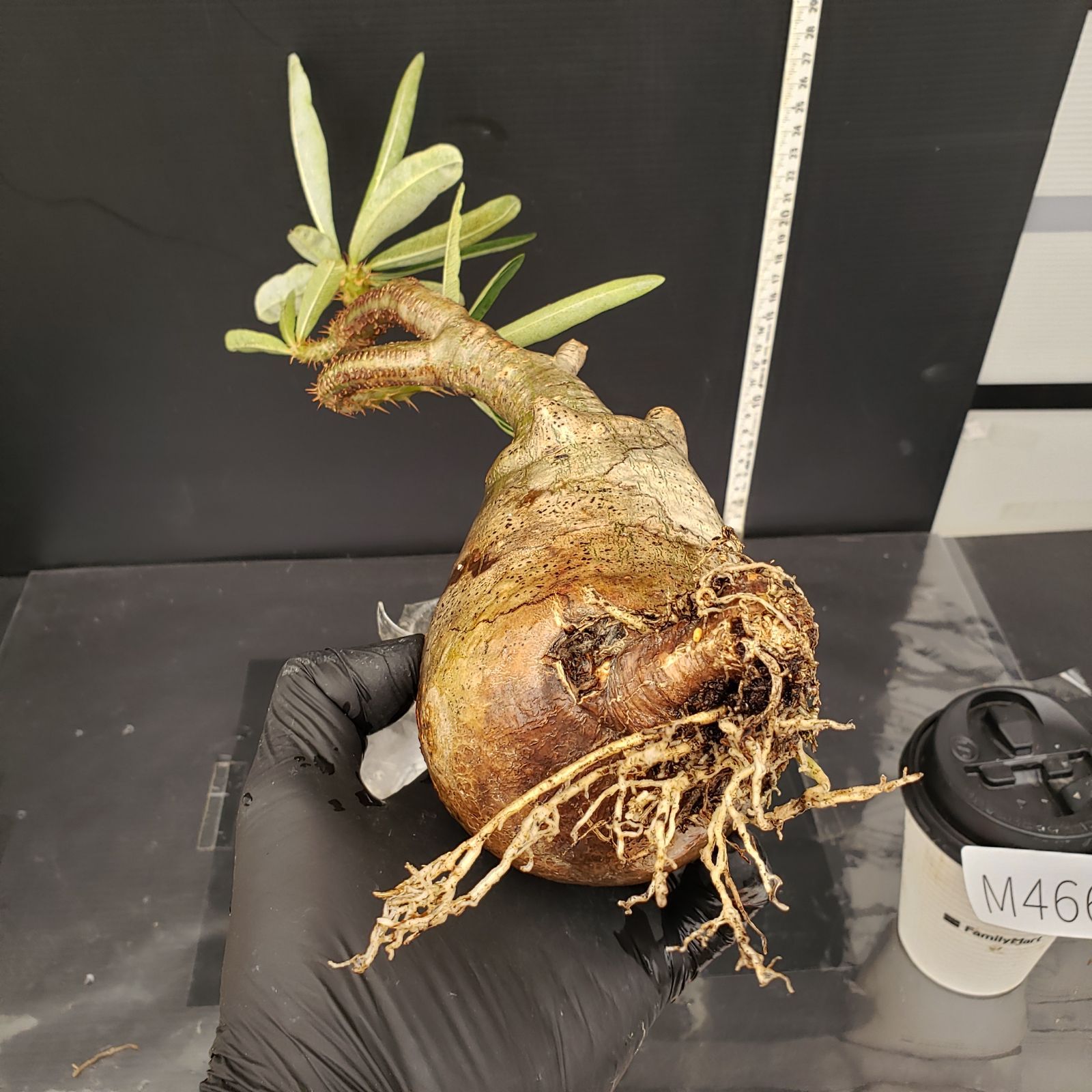 Pachypodiumパキポディウムグラキリス まん丸 迷彩肌 現地球 発根済 Pachypodiumパキポディウムグラキリス まん丸 迷彩肌 現地球 発根済
