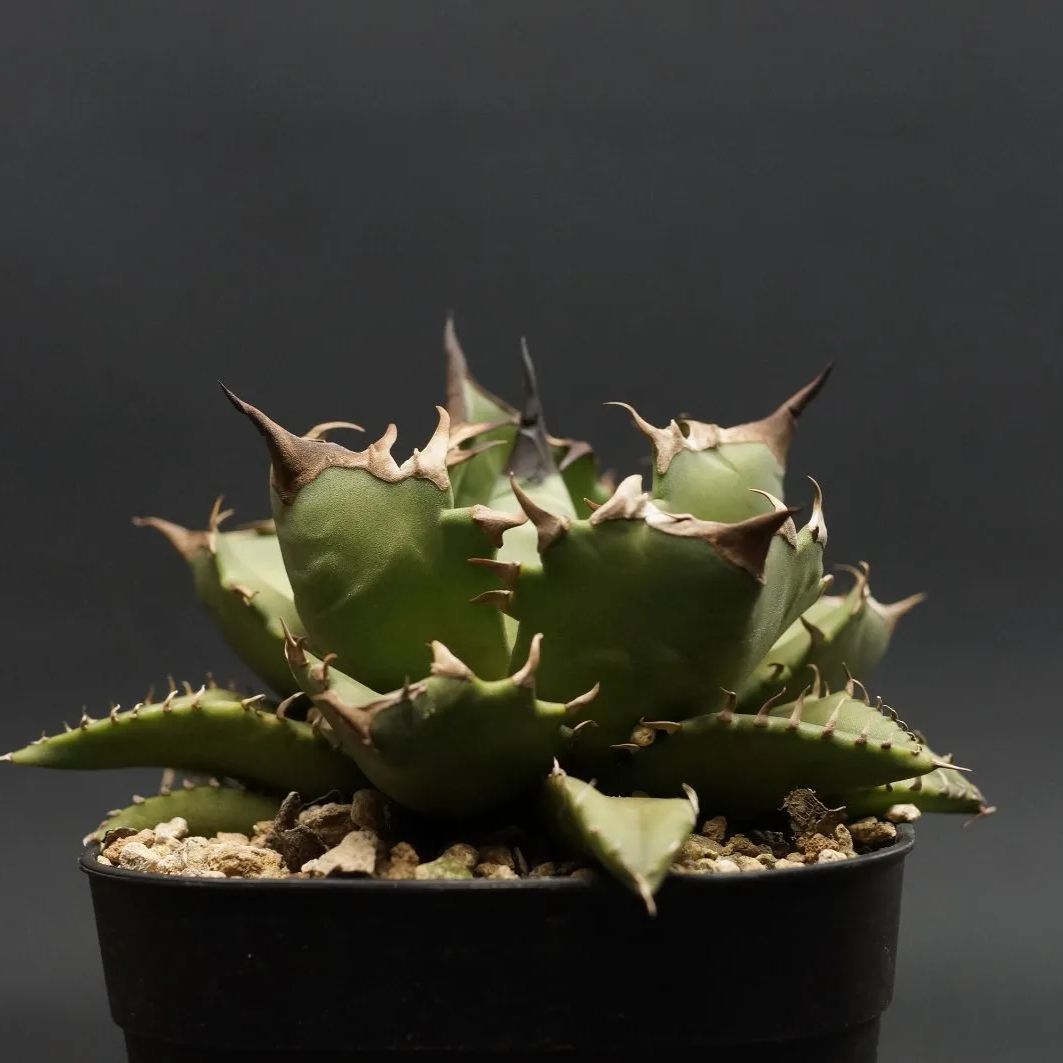 Dragon Agave産 精品狂刺霍利達 ホリダ台湾選抜 Dragon Agave産 精品狂刺霍利達 ホリダ台湾選抜 Dragon Agave産 精品狂