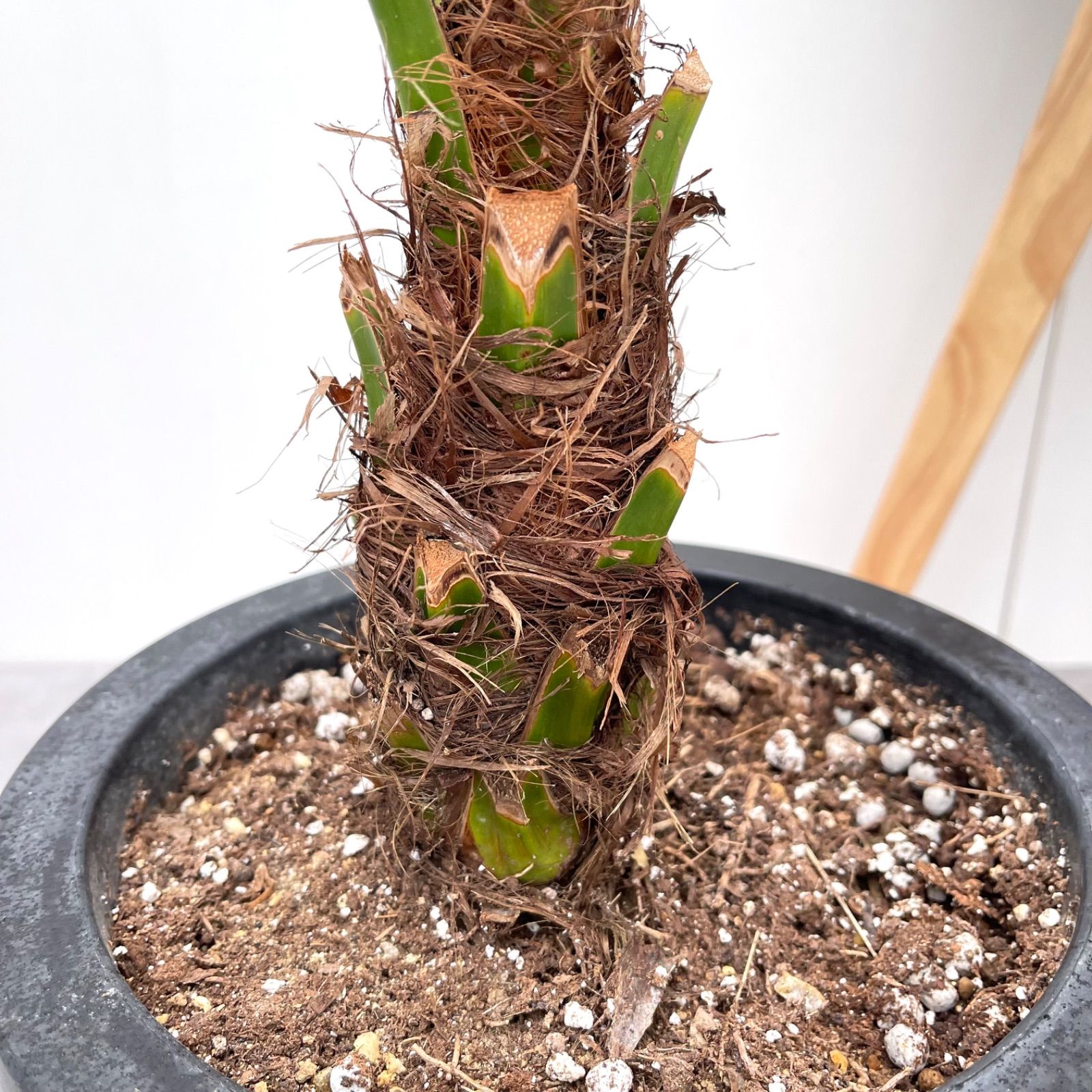 ヤシ フェニックスロベレニー 2【現品】観葉植物 庭木 大型