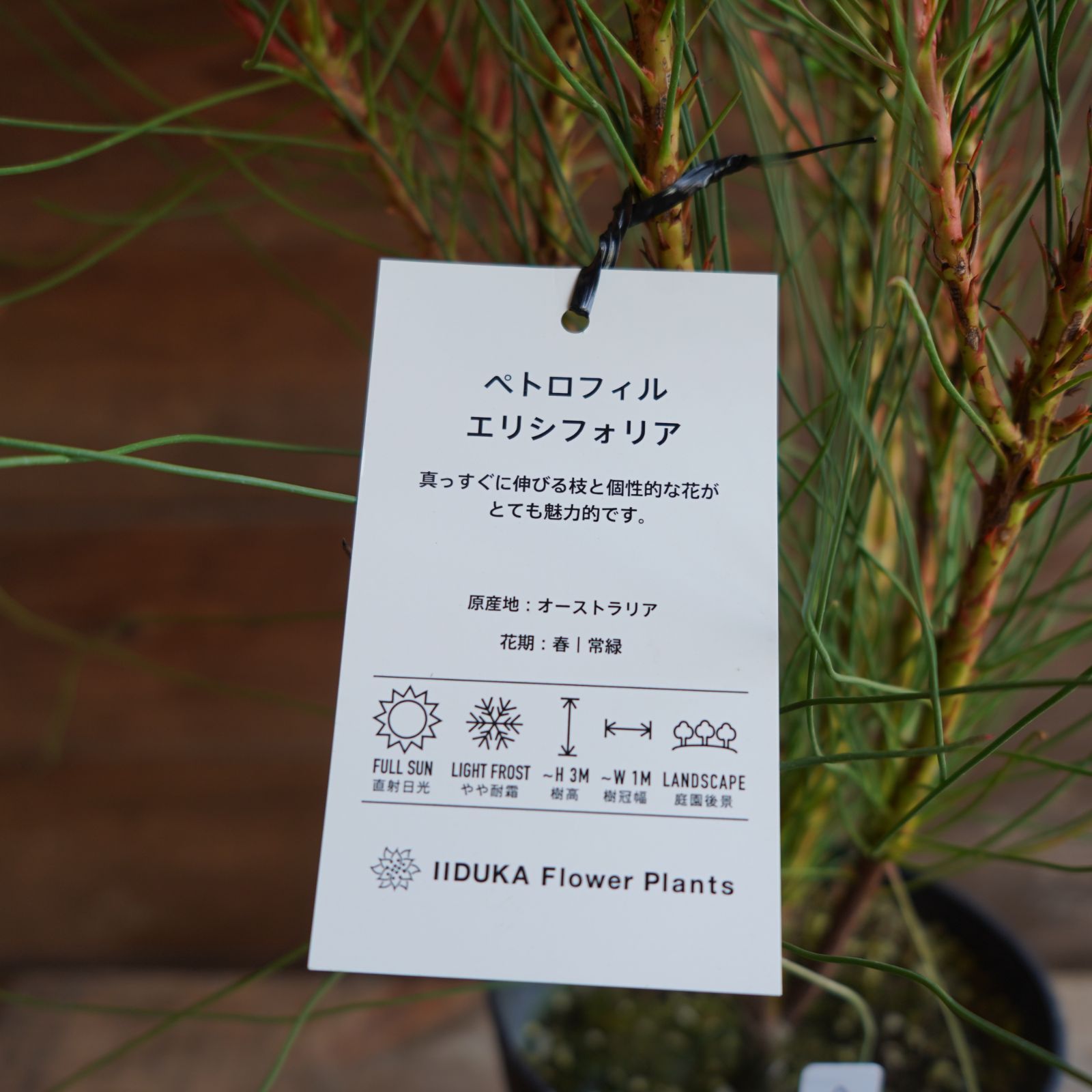 ペトロフィル ”エリシフォリア” C オージープランツ オンライン 現物