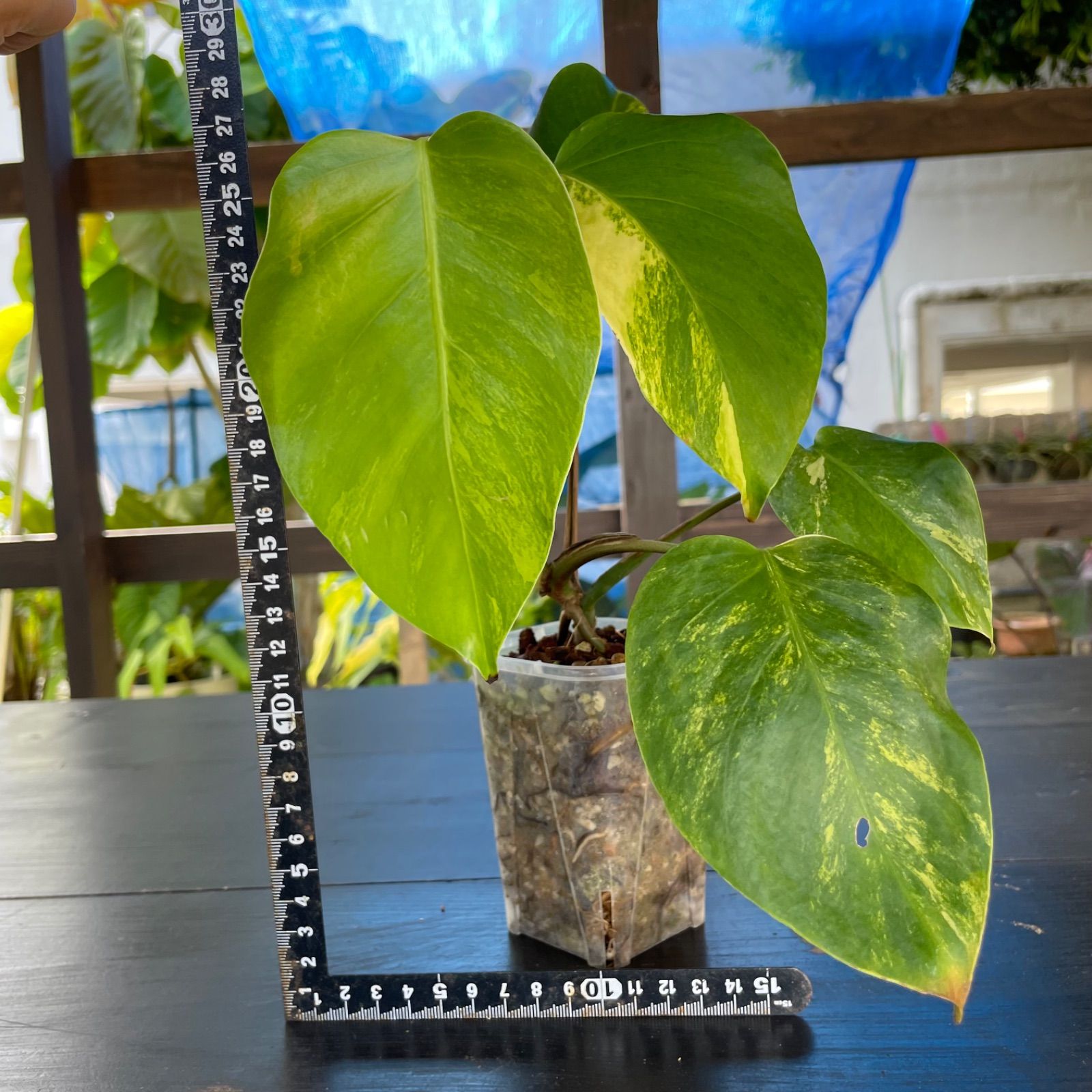 み*ん様 斑入りモンステラボルシギアナオーレア黄斑53㎝ベアルート/検索→イエロ み*ん様 斑入りモンステラボルシギアナオーレア黄斑53