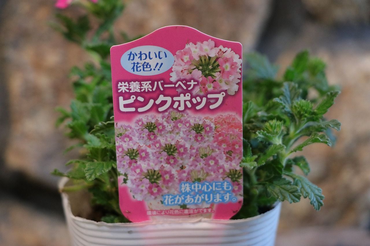 宿根バーベナ ピンクポップ 3.5号ポット苗 【1株販売】 バーベナ 栄養系バーベナ 寄せ植え 花壇 鉢植え お洒落 おしゃれ 可愛い かわいい  春の花 夏の花 秋の花 花 苗 初心者 - メルカリ