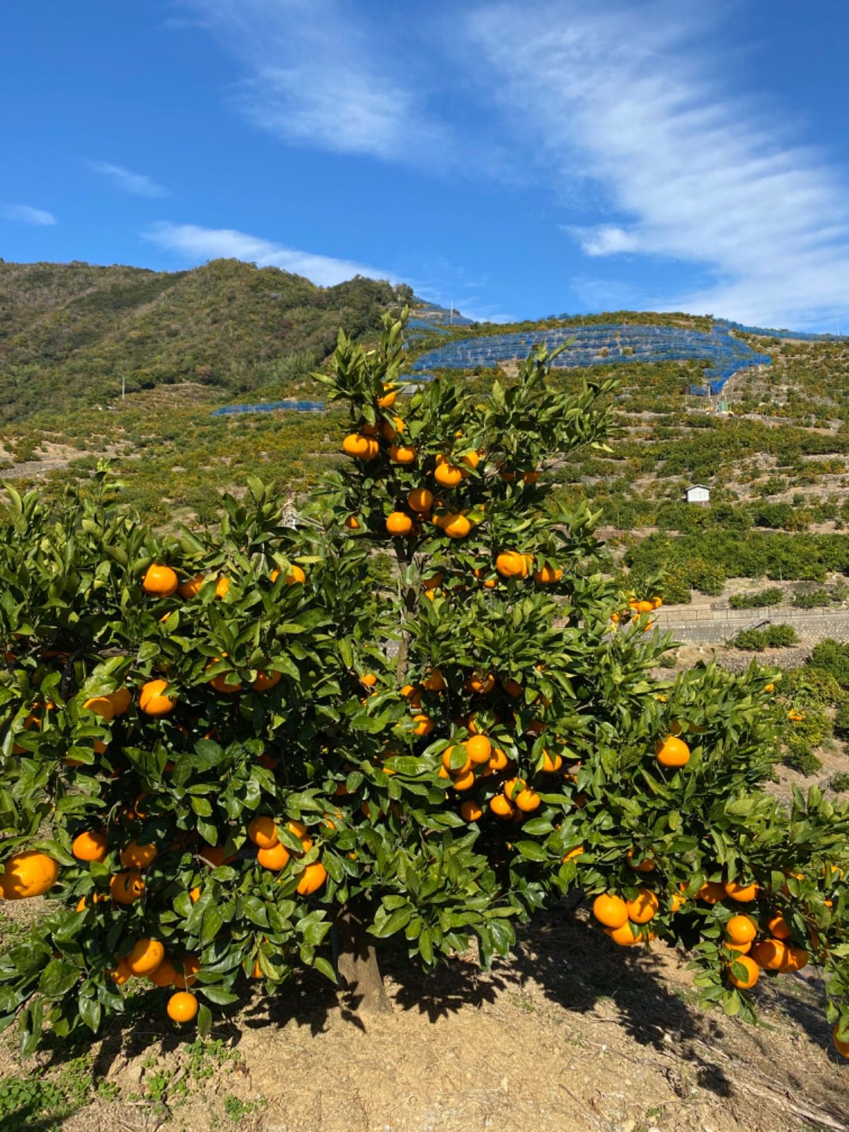 有田みかん農家直送🍊ブランド味わい美人訳ありご家庭用サイズ