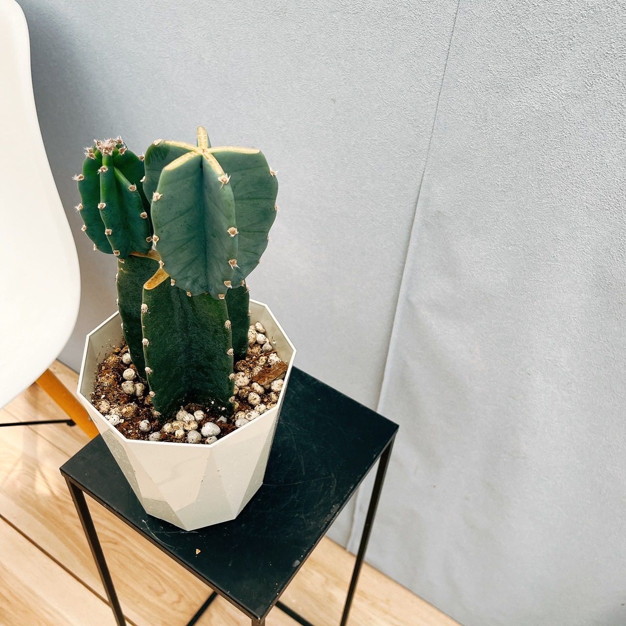 現品］5番 柱サボテン 鬼面角 ブランチ 3本植え 8号 観葉植物 室内