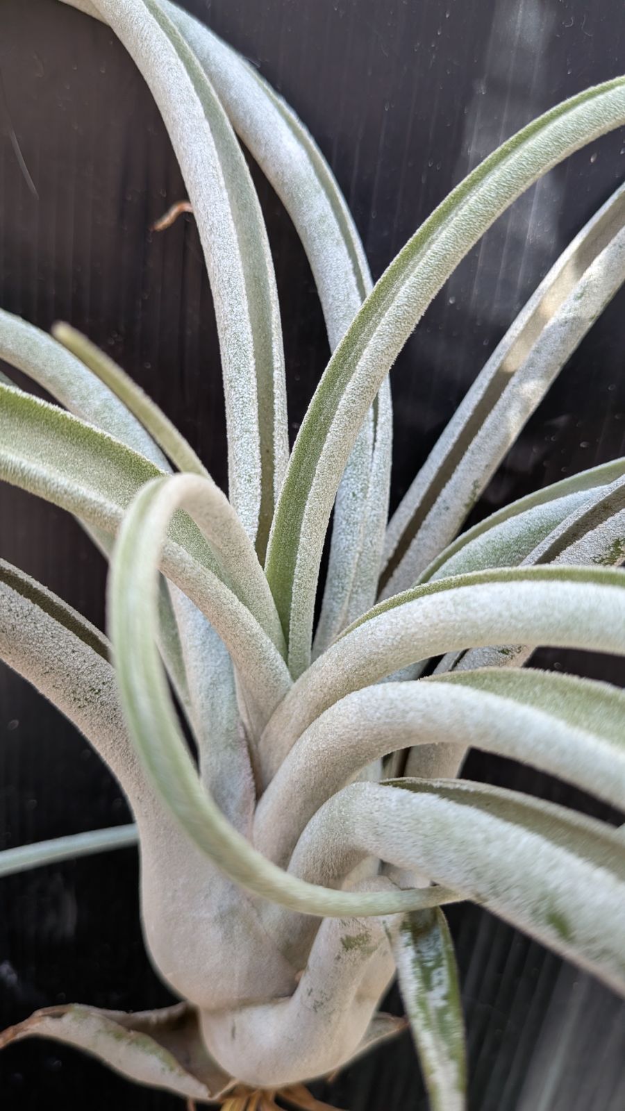 チランジア　チアペンシス x カプトメデューサ チランジア チアペンシス 購入 x カプトメデューサ 現品】チランジア