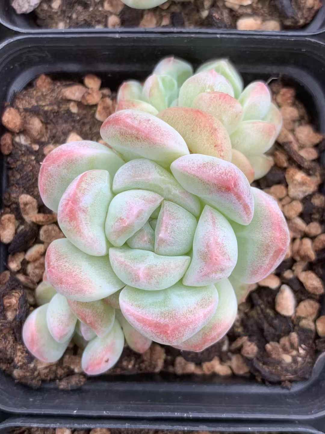 抜き苗 ヒアイス LX934×40株 ふっくら 多肉植物 エケベリア 抜き苗 ヒアイス LX934×40株 ふっくら 多肉植物 エケベリア