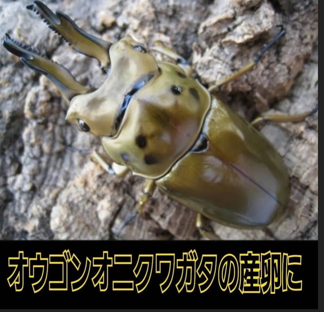 昆虫用品 4本セット！最強のクワガタ産卵木 特大サイズで爆産！植菌