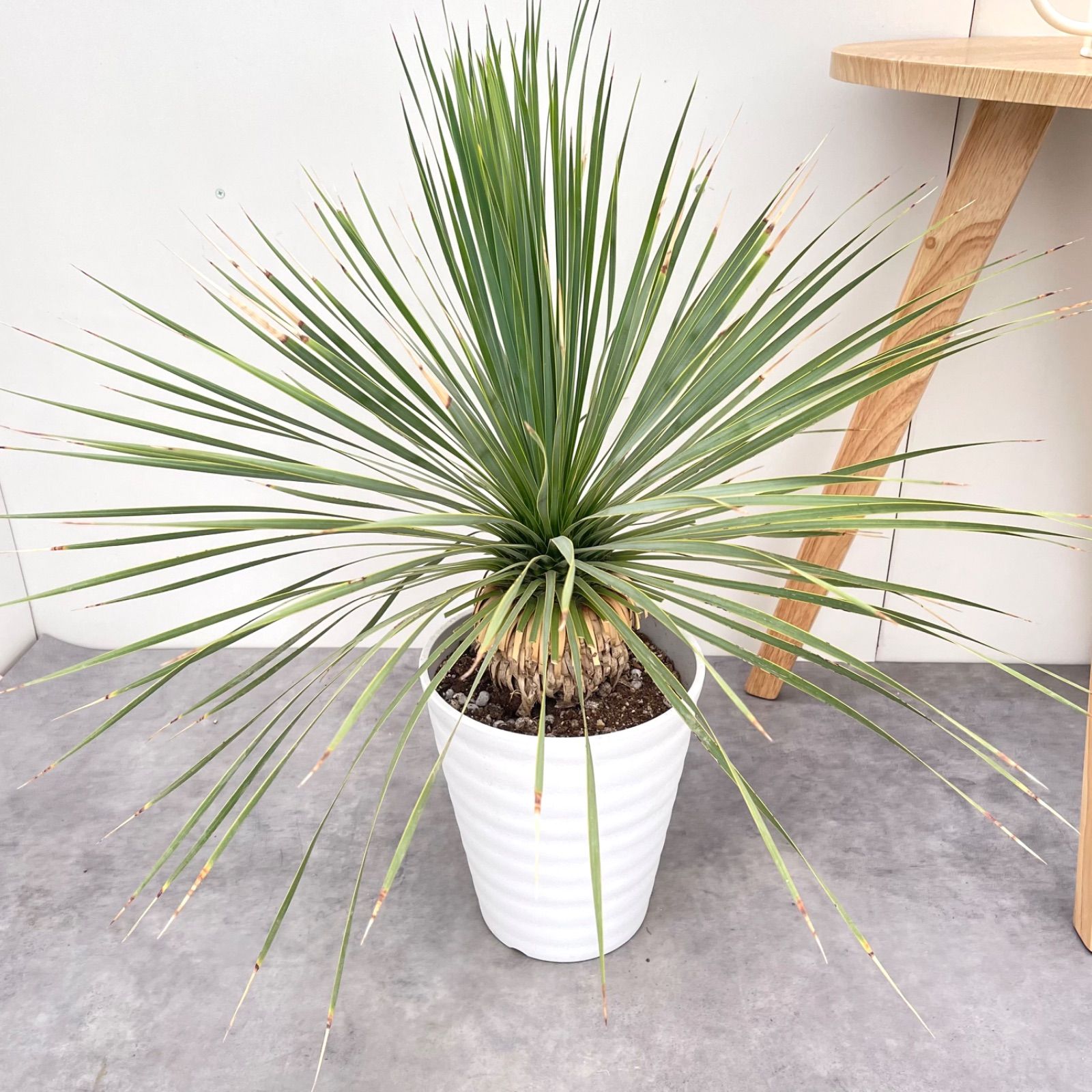 ユッカ ロストラータ サファイアスカイズ 9 現品 観葉植物 大型
