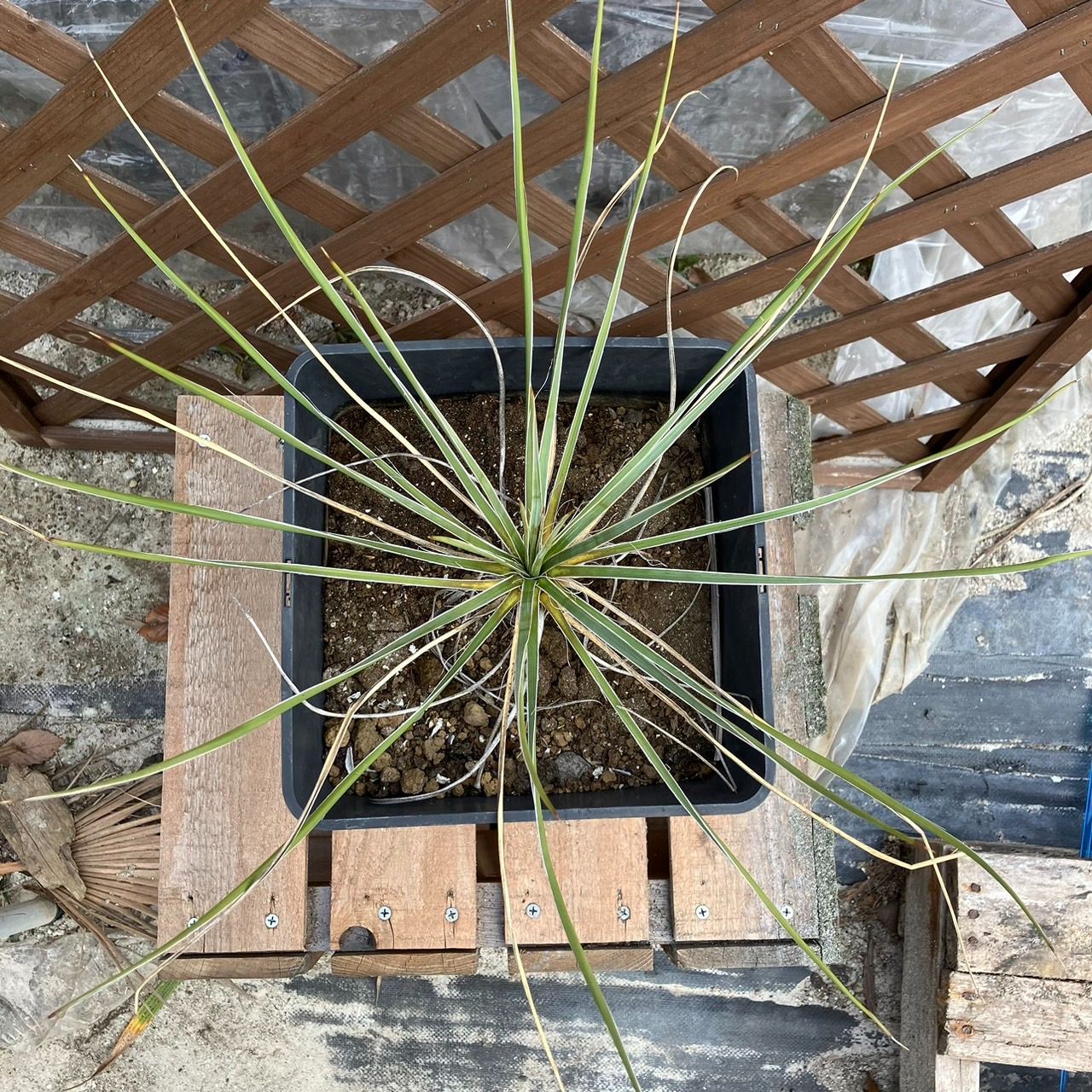 抜き苗】ユッカ グラウカ Yucca glauca 2024年1月11日撮影
