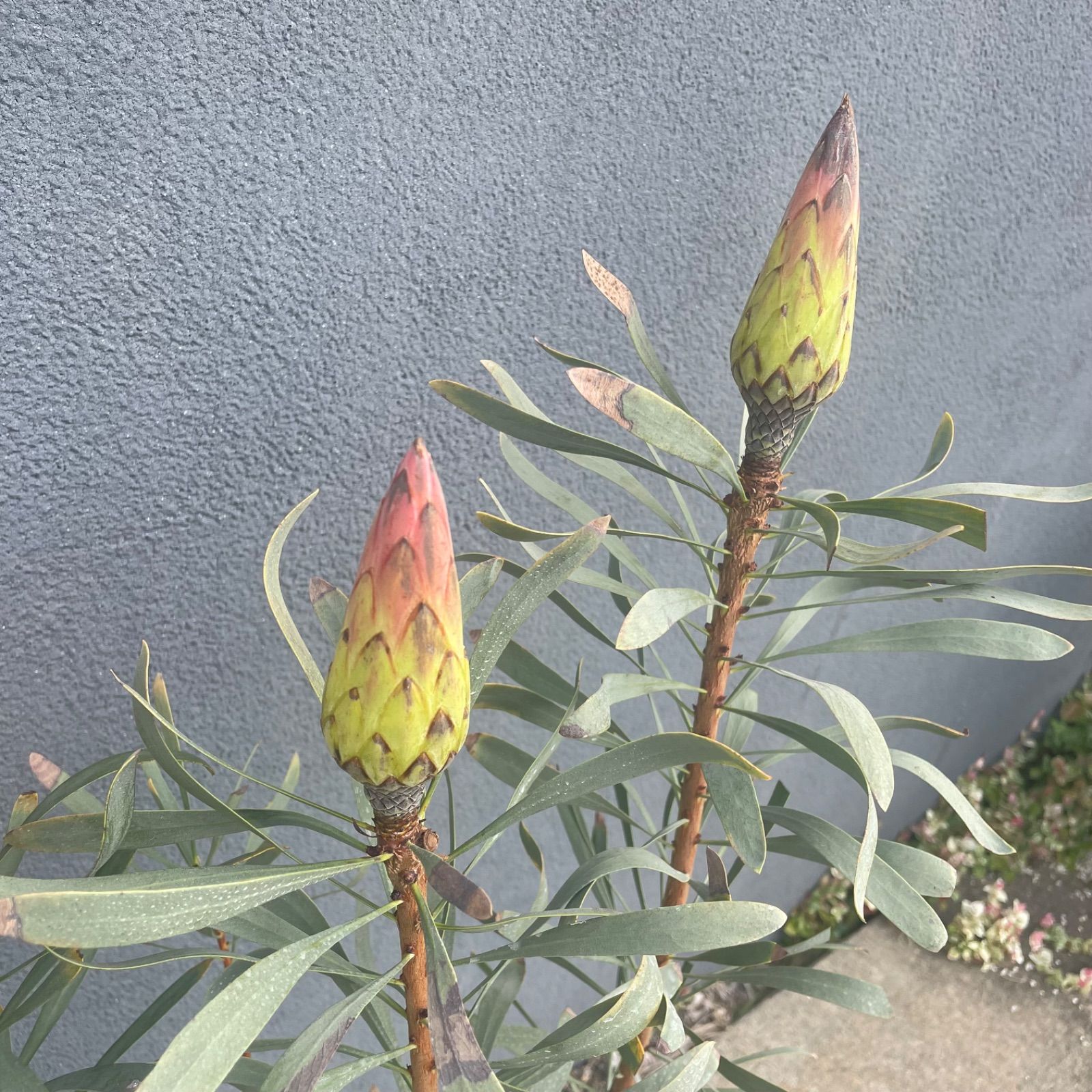 オージープランツ