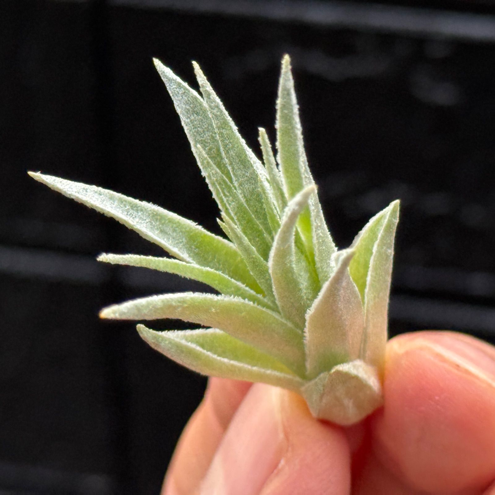 チランジア ロゼイフローラ Tillandsia roseiflora＊エア