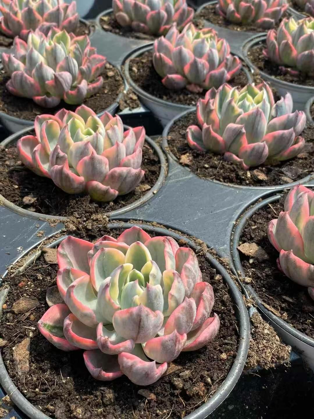 15株の抜き苗セット】翠雫（すいしずく）錦 多肉植物 佐川急便発送