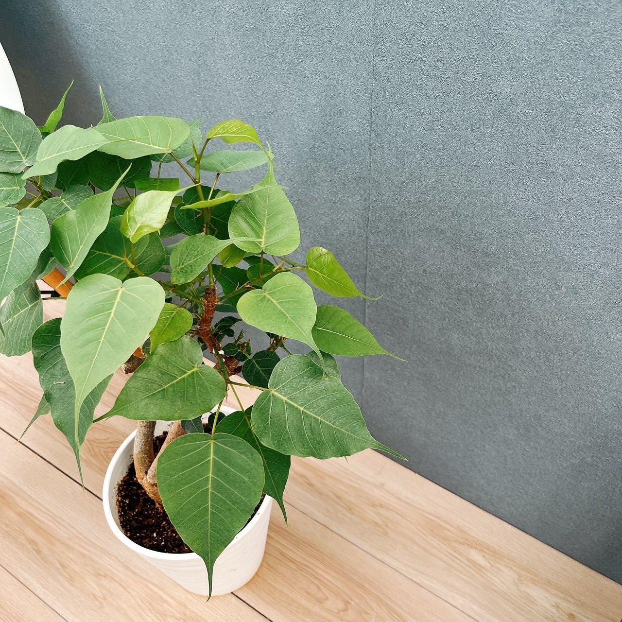 現品］A インドボダイジュ 7号 フィカスレリギオーサ 曲がり 観葉植物