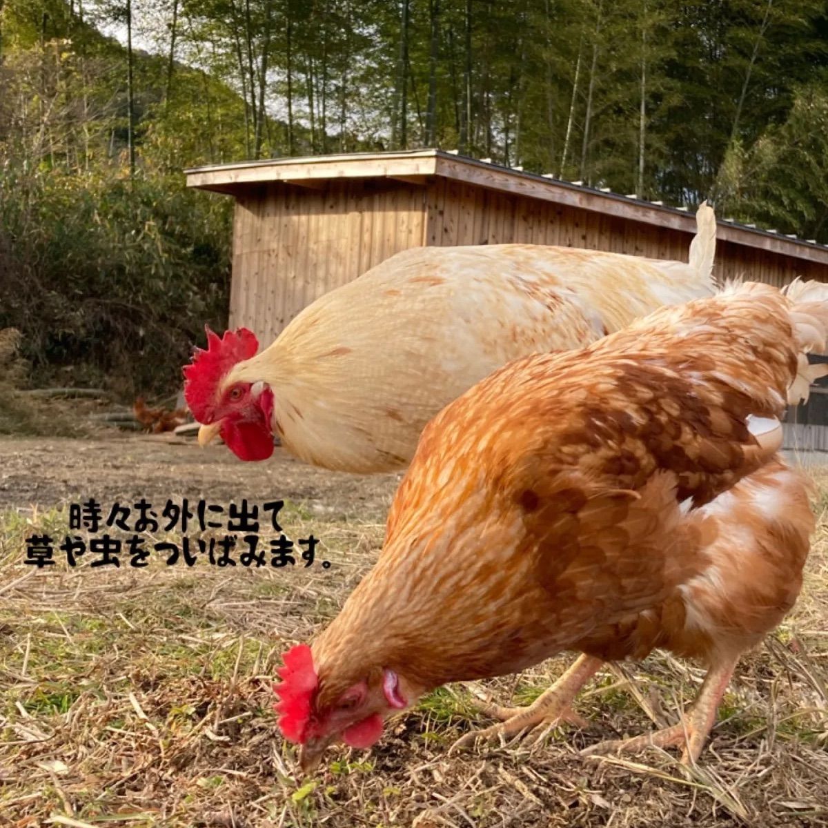 平飼い有精卵 池田山麓たまご12個 自家発酵飼料 純国産鶏もみじのたまご - メルカリ