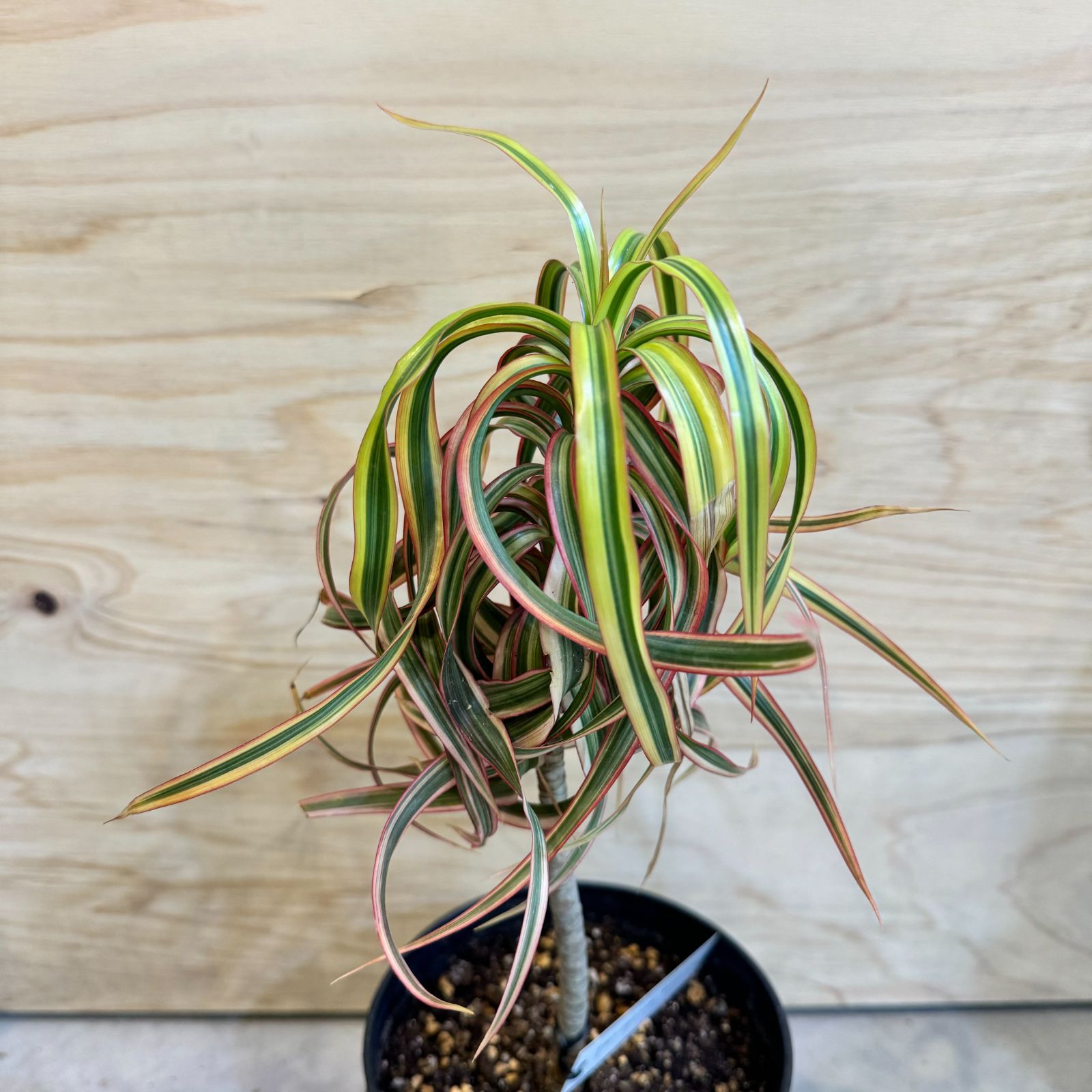 希少!! Dracaena 'Tricolor Kuhnty' ドラセナ（コンシンネ）トリカラーキュンティ｜no.2 - メルカリ