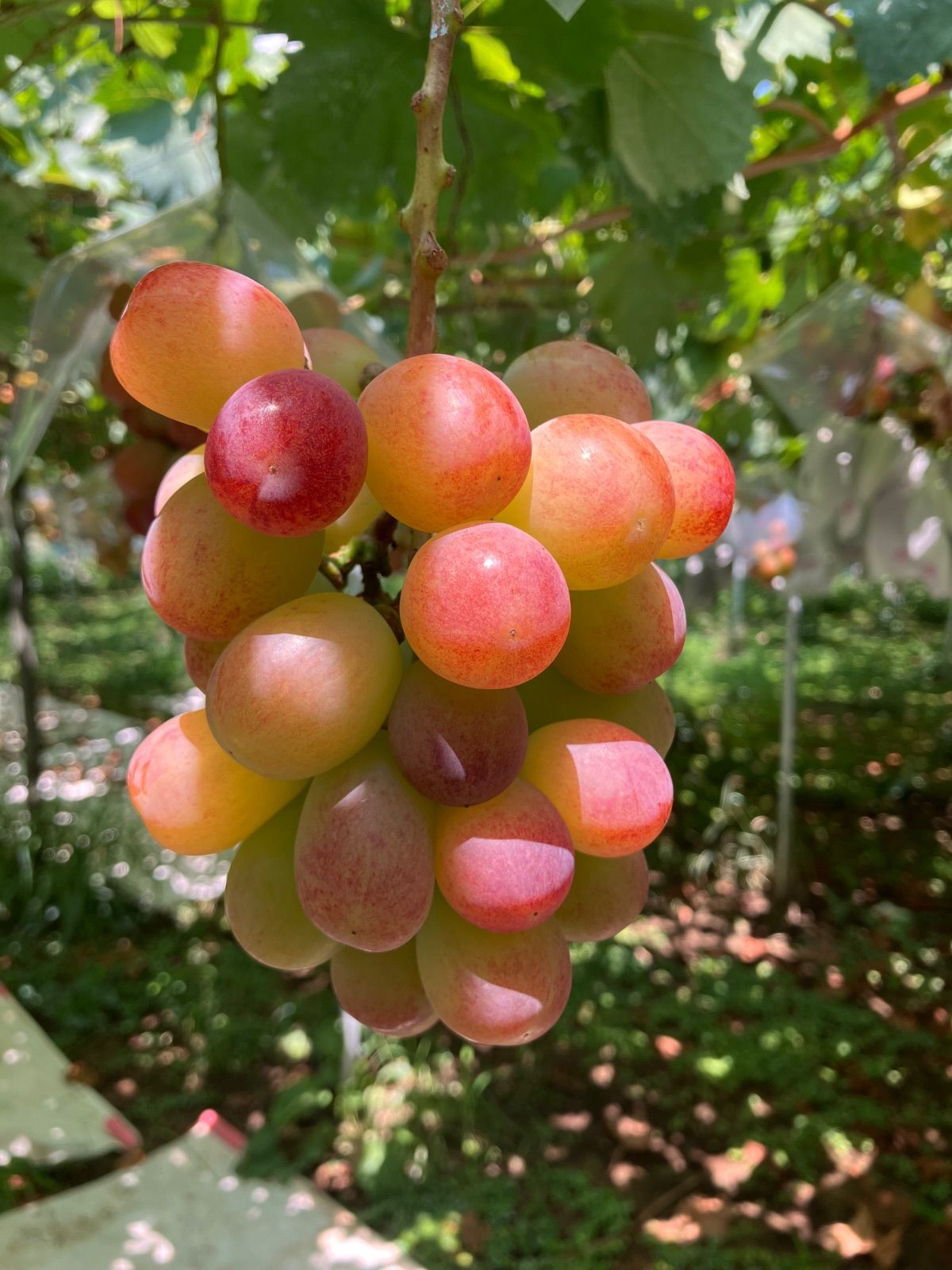 サンシャインレッド2k箱 3 4房入 正味1.5k以上