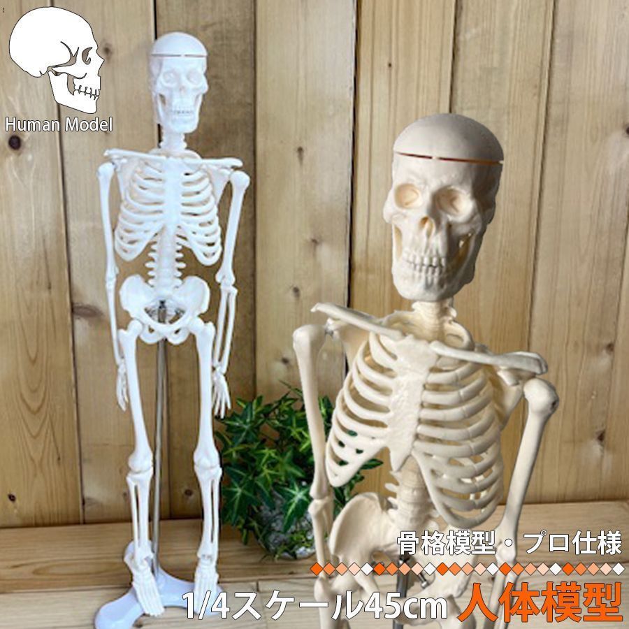 人体模型 人体骨格模型 骨格標本 45cm 1/4 モデル ホワイト 台座 可動 