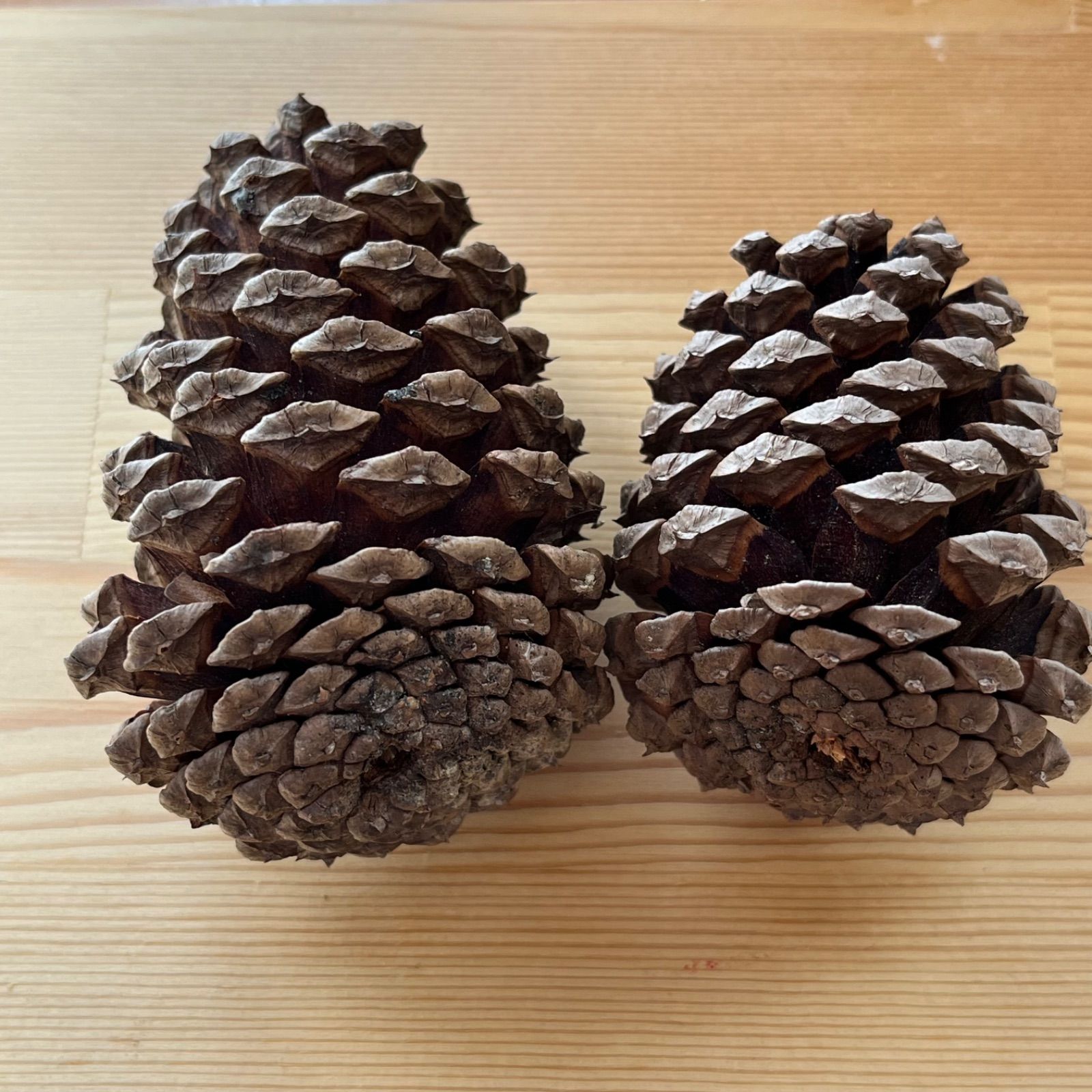 自然素材】大王松 松ぼっくり 7〜12cm 60サイズ箱 - メルカリ
