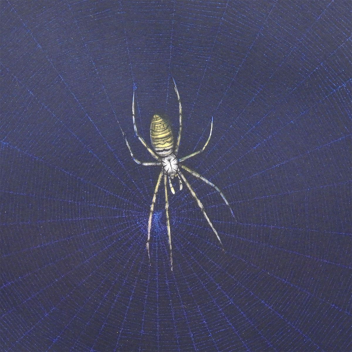 加山又造 蝶 動物画 昆虫 クモ 作家直筆サイン 日本画 版画 絵画 真作