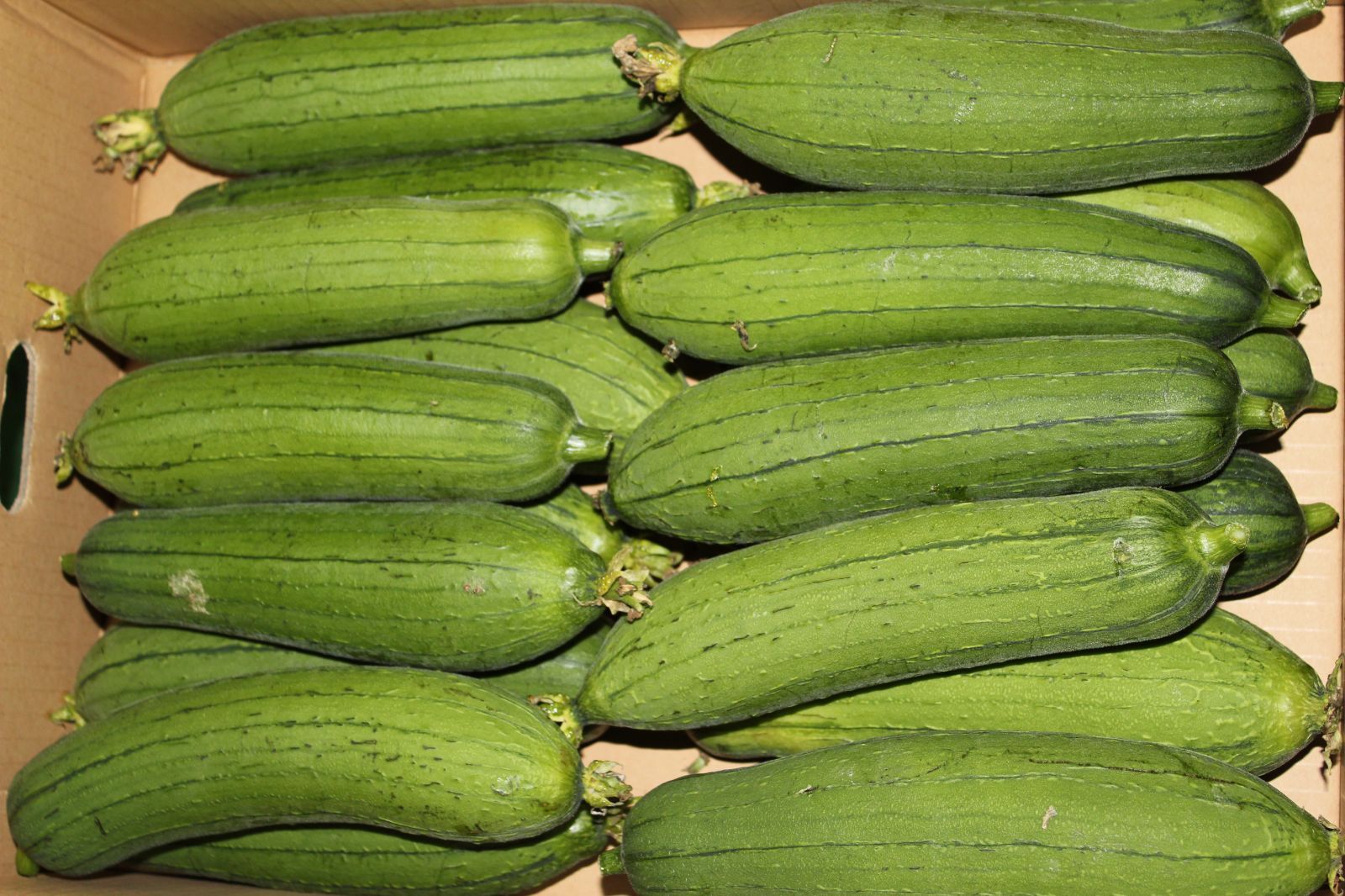 へちま（ナーベラー）2キロ　沖縄野菜　沖縄産