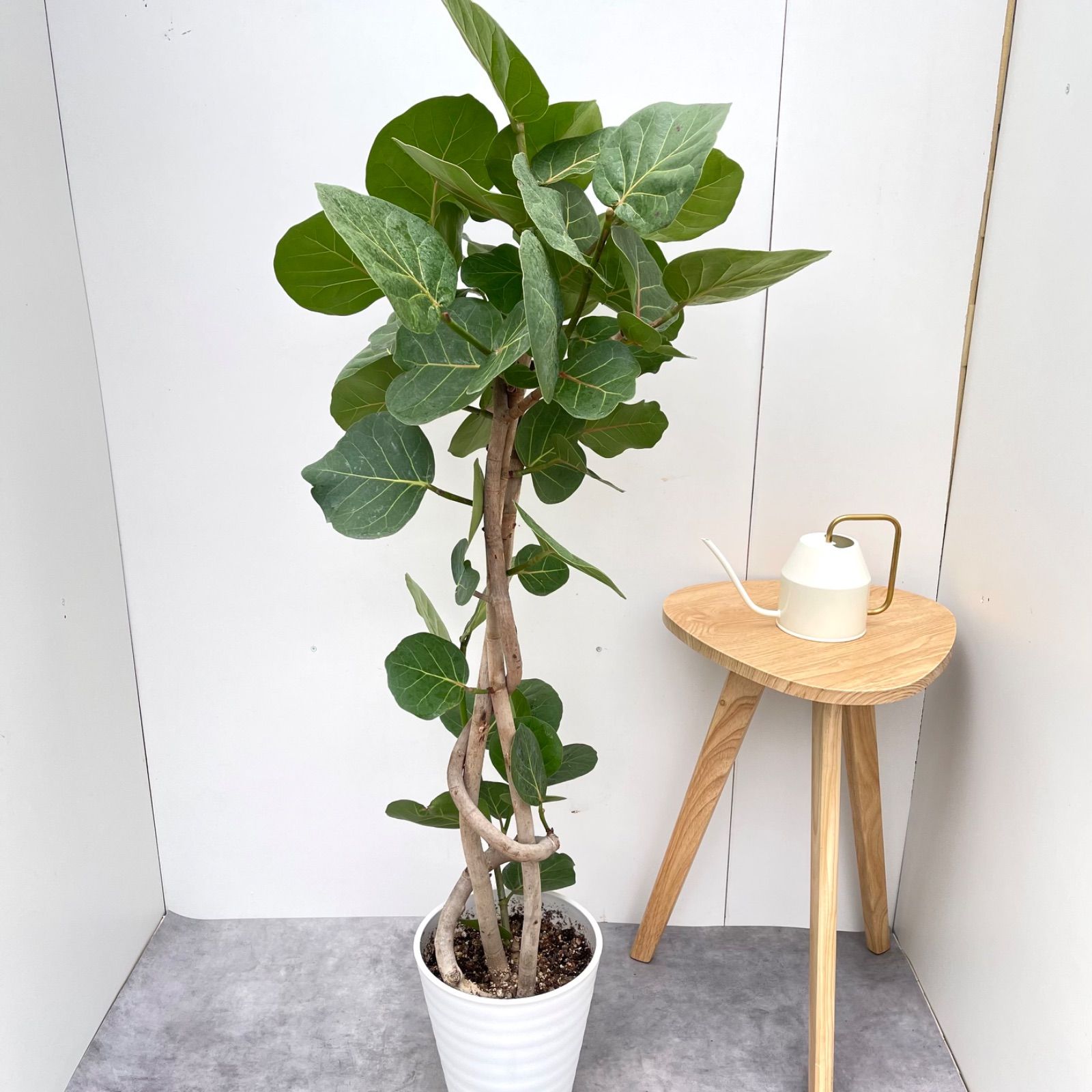 シーグレープ　曲がり　6【現品】観葉植物　大型 シーグレープ 曲がり 6【現品】観葉植物 大型 - メルカリ