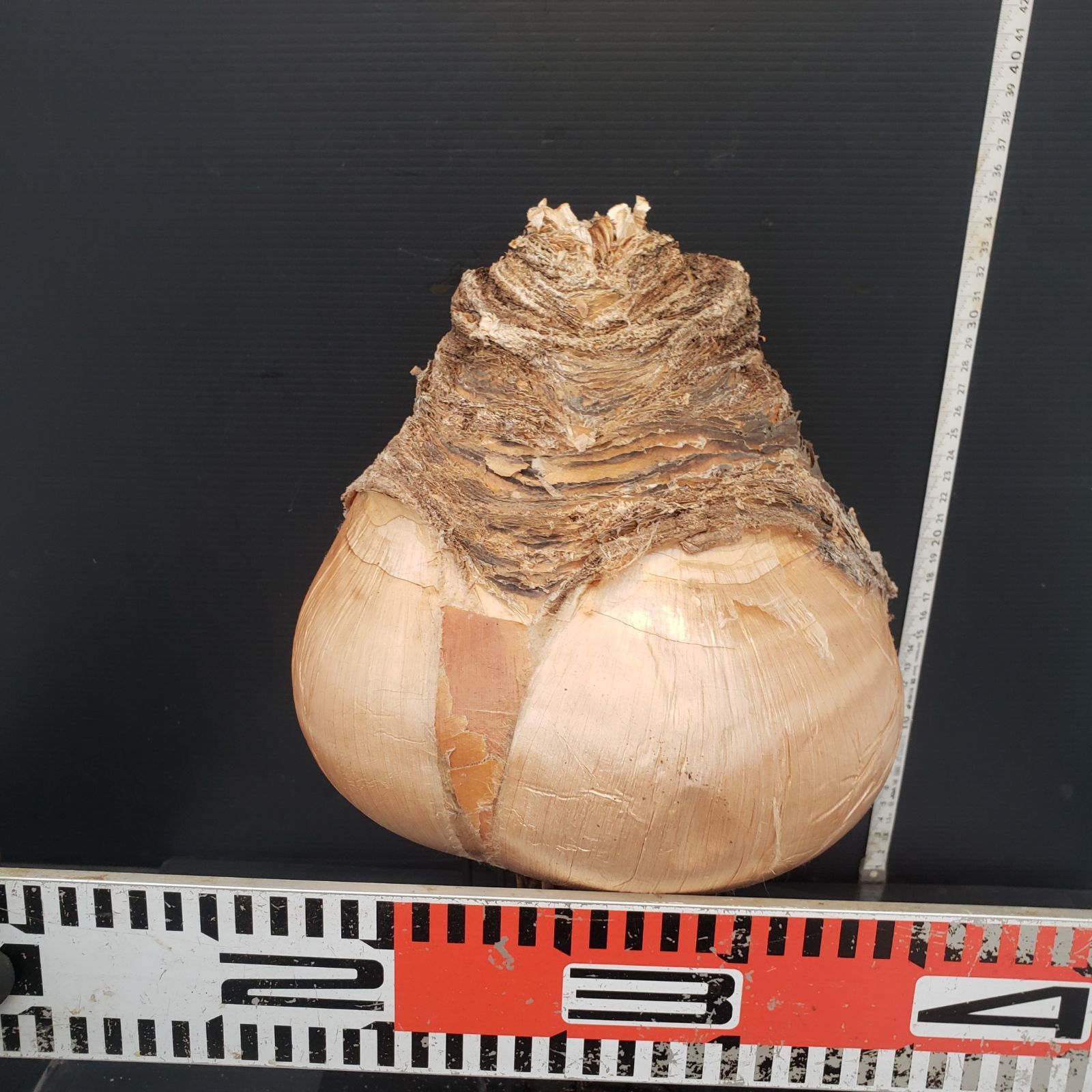 Z416 最新到着 Boophane ハエマンソイデス ML 現地球 抜き苗 球根植物 ブーファン ハエマンソイデス