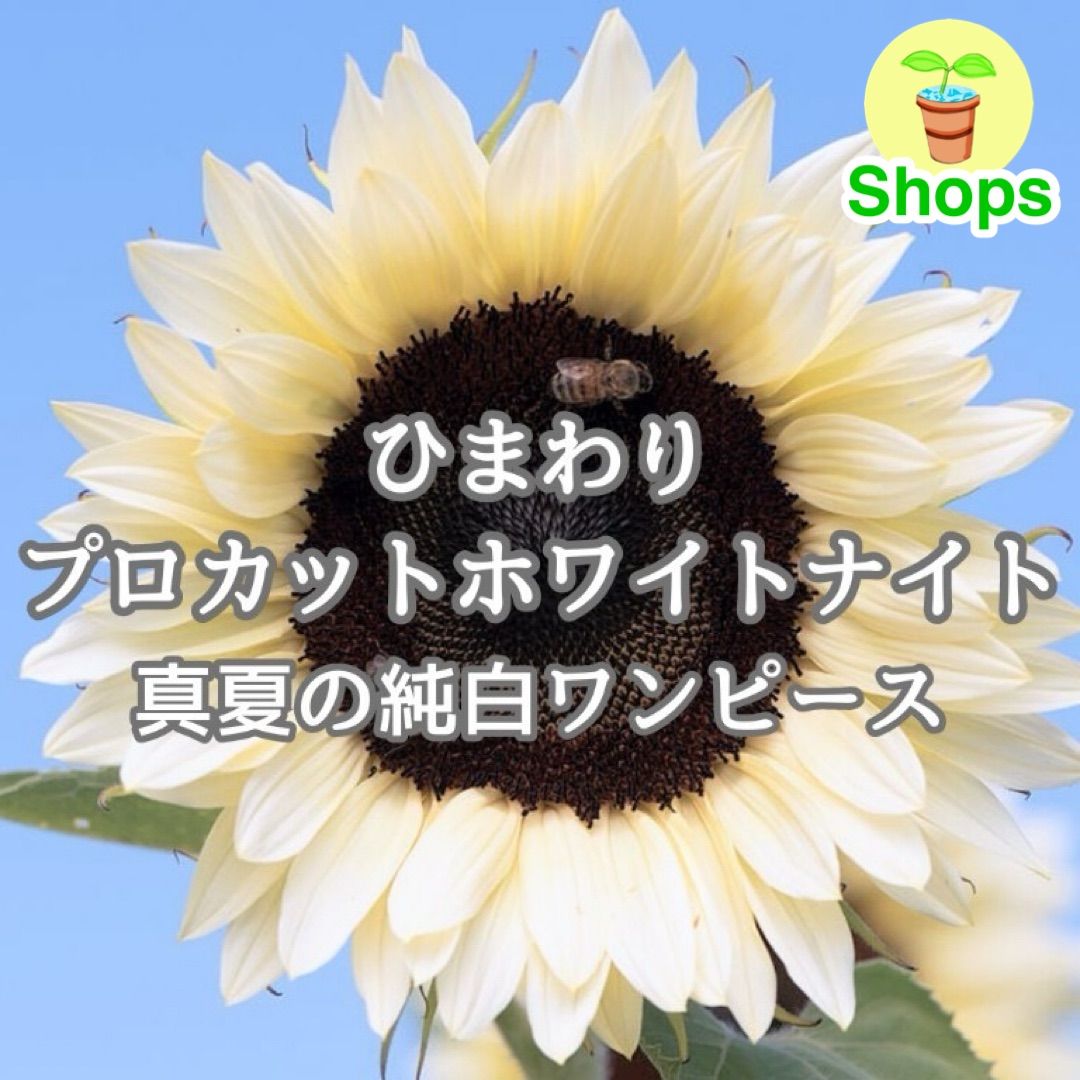 ひまわりゆすさま 91AmUOVhLbL.jpg