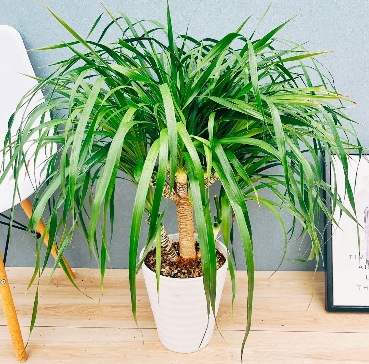 現品］【希少】8番 ドラセナ カンボジアーナ 観葉植物 レア 室内 幸福