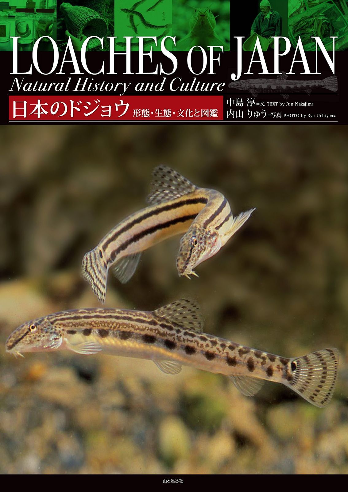 日本のドジョウ 形態・生態・文化と図鑑 日本に分布する全33種・亜