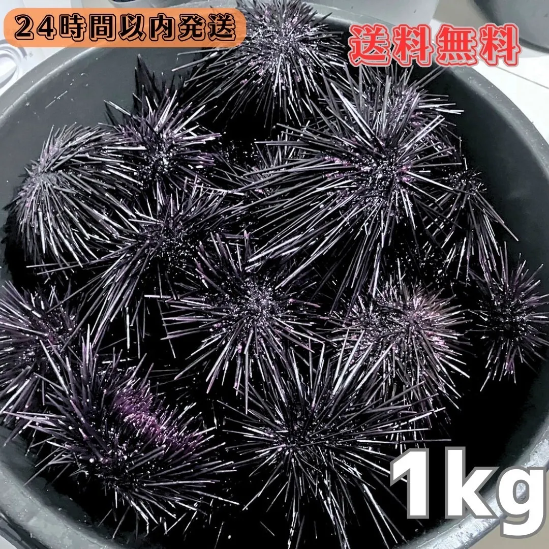 石鯛エサ　冷凍バフンウニ　１ｋ　70個前後　大小混合 送料無料！！黒石目50本型胴 本雲S字飾 胸は腕