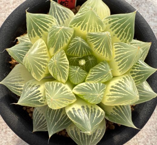 【白蛇伝】白蛇伝　極上株！　親株サイズ 多肉植物 ハオルチア 「白蛇伝」大株 - メルカリ