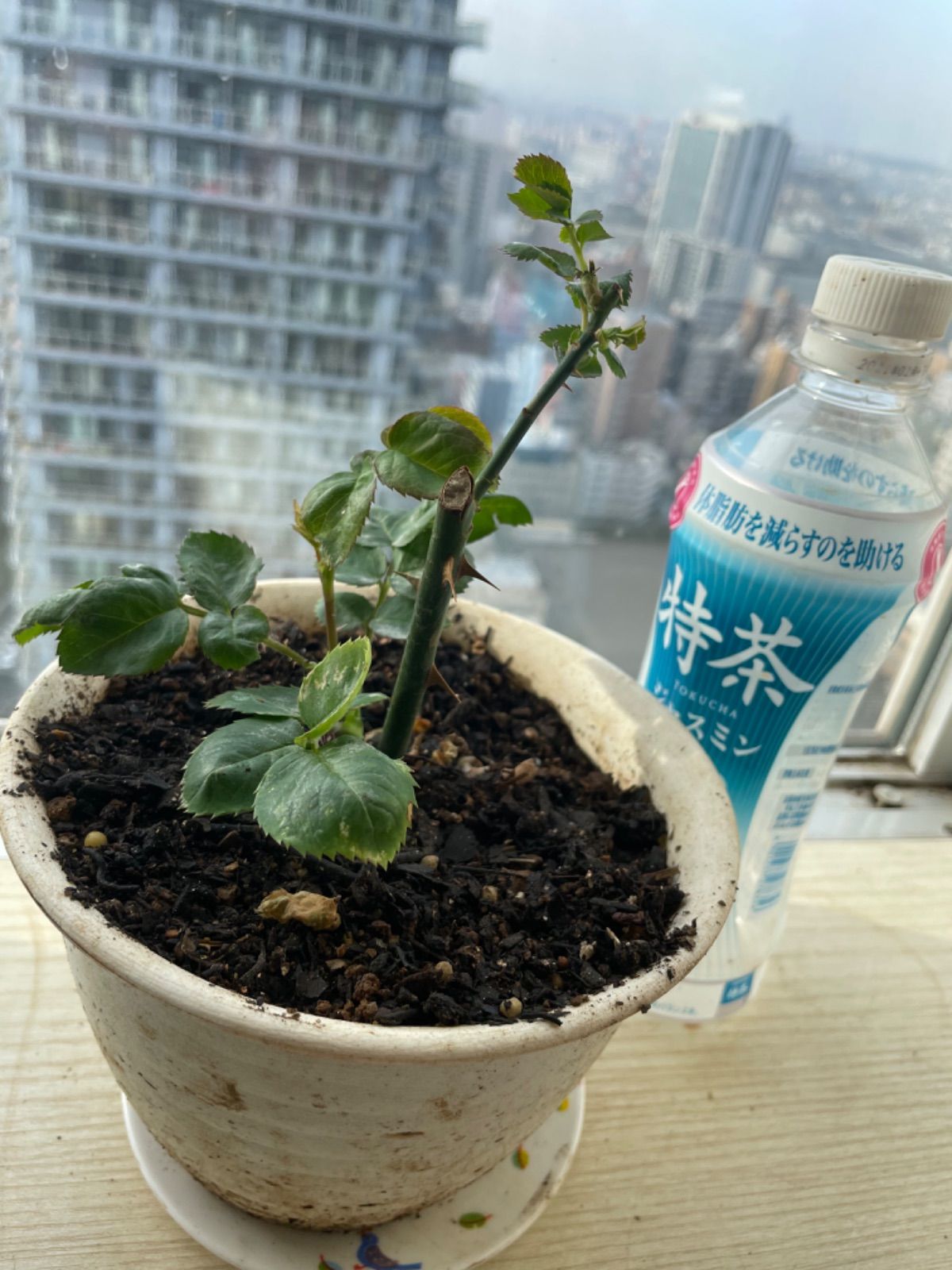 超強香超強健！入手困難パールのようなお花 切り花品種 数量限定バラ苗
