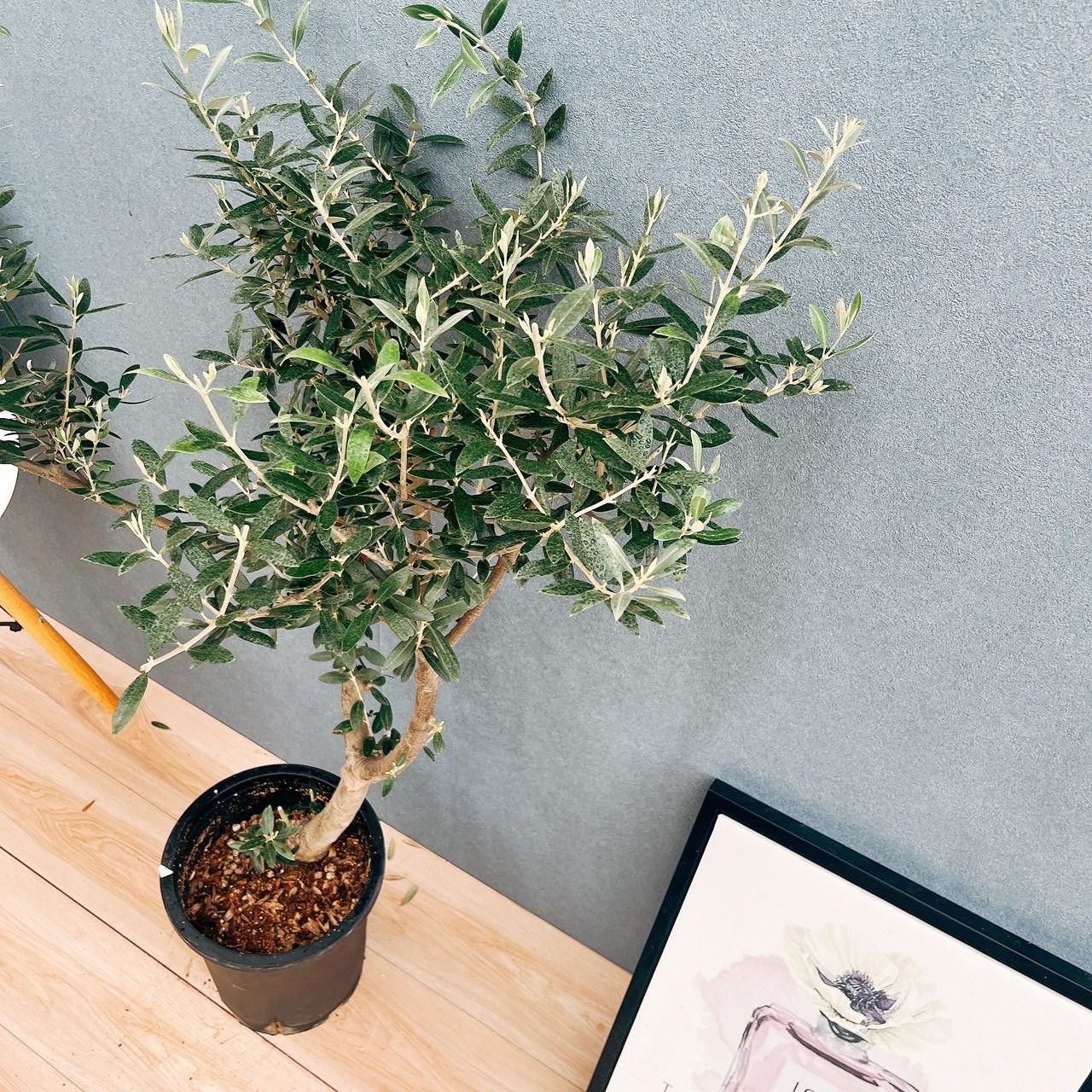 ［現品］【希少】☆数量限定☆ 1番　創樹　オリーブ　セントキャサリン　8号　屋外 現品］☆珍しい☆ 1番 創樹 オリーブ セントキャサリン 6号 観葉