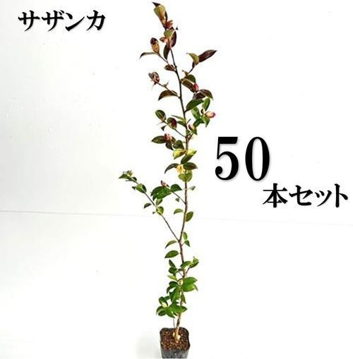 50本セット サザンカ樹高0.8m前後10.5cmポット