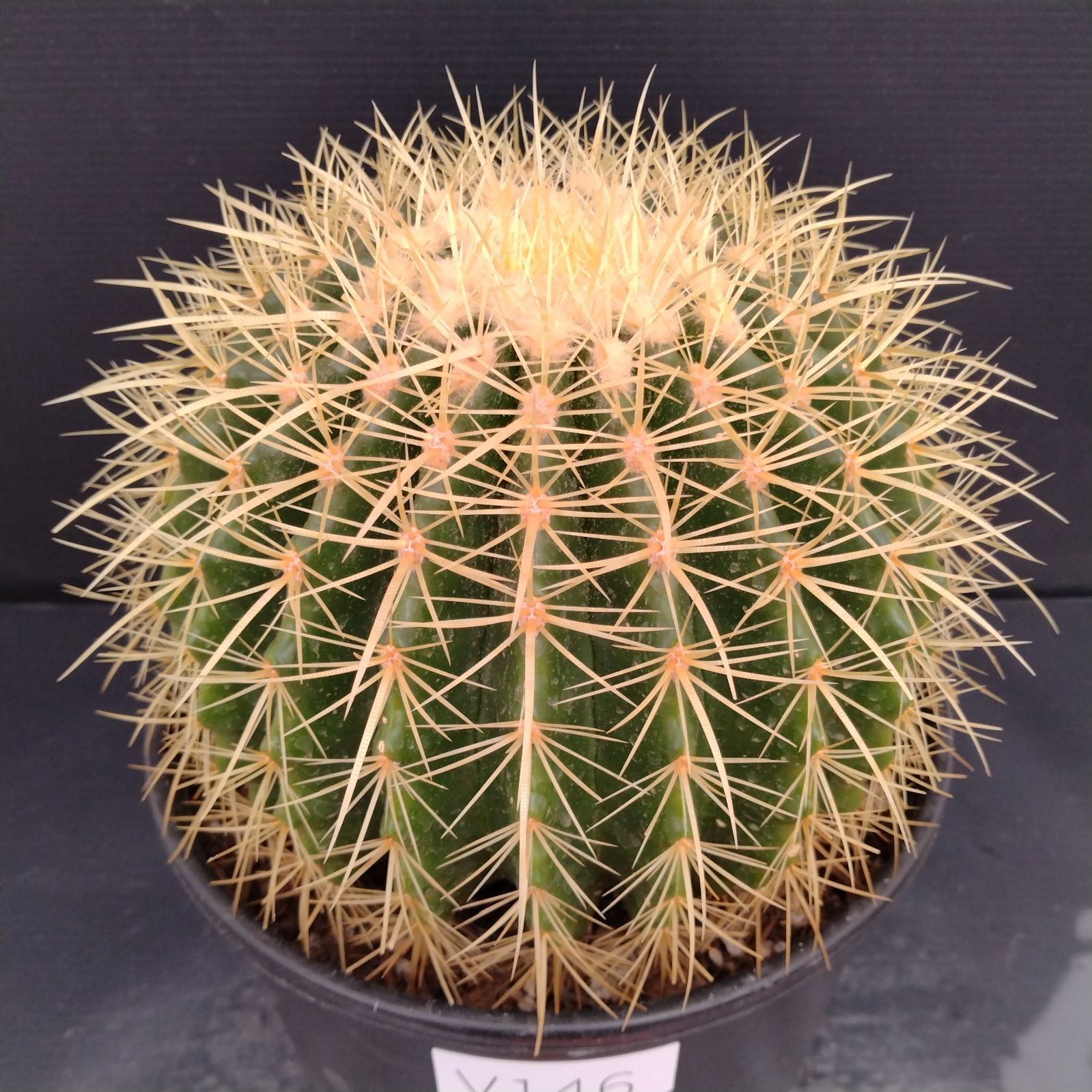 V146【新入荷！】エキノカクタス 金鯱 6寸（鉢植え）【サボテン