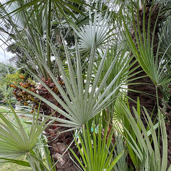 良樹形】 チャメロプス チャメロップス - メルカリ