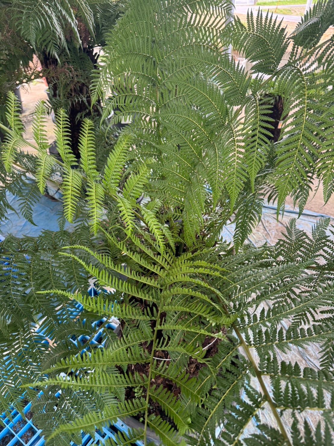ディクソニア・アンタルクティカ　8号 ディクソニア・アンタルクティカ 8号 - 植物と暮らす m-plant