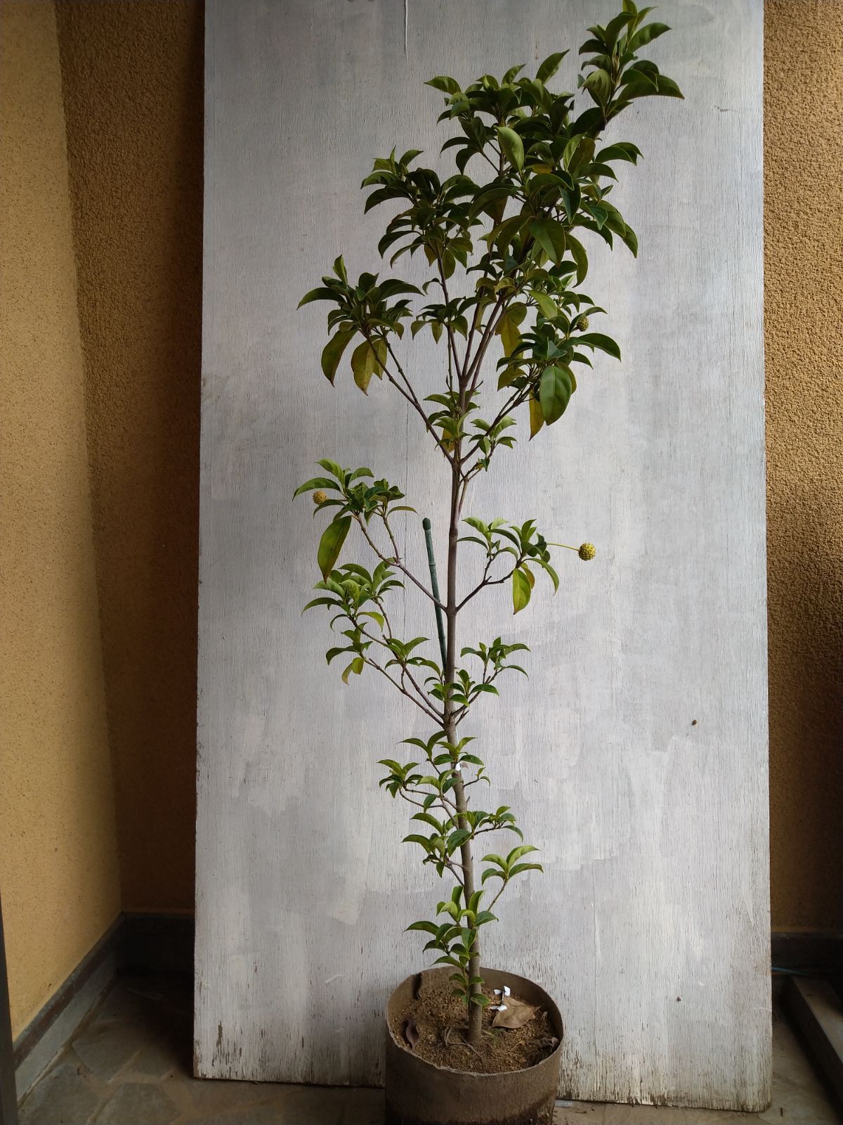 ‪☆azu様・専用ページ‪☆ マルニシ 金属製つり下げ折りたたみ式 避難はしご