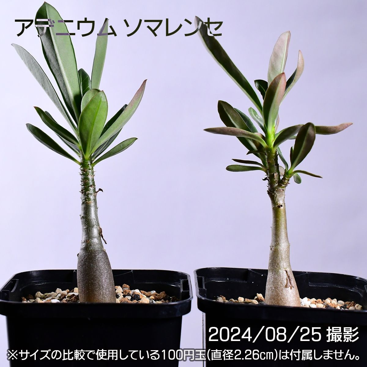 3F9 実生 2株セット アデニウム ソマレンセ コーデックス 塊根植物 アデニウムソマレンセ - メルカリ