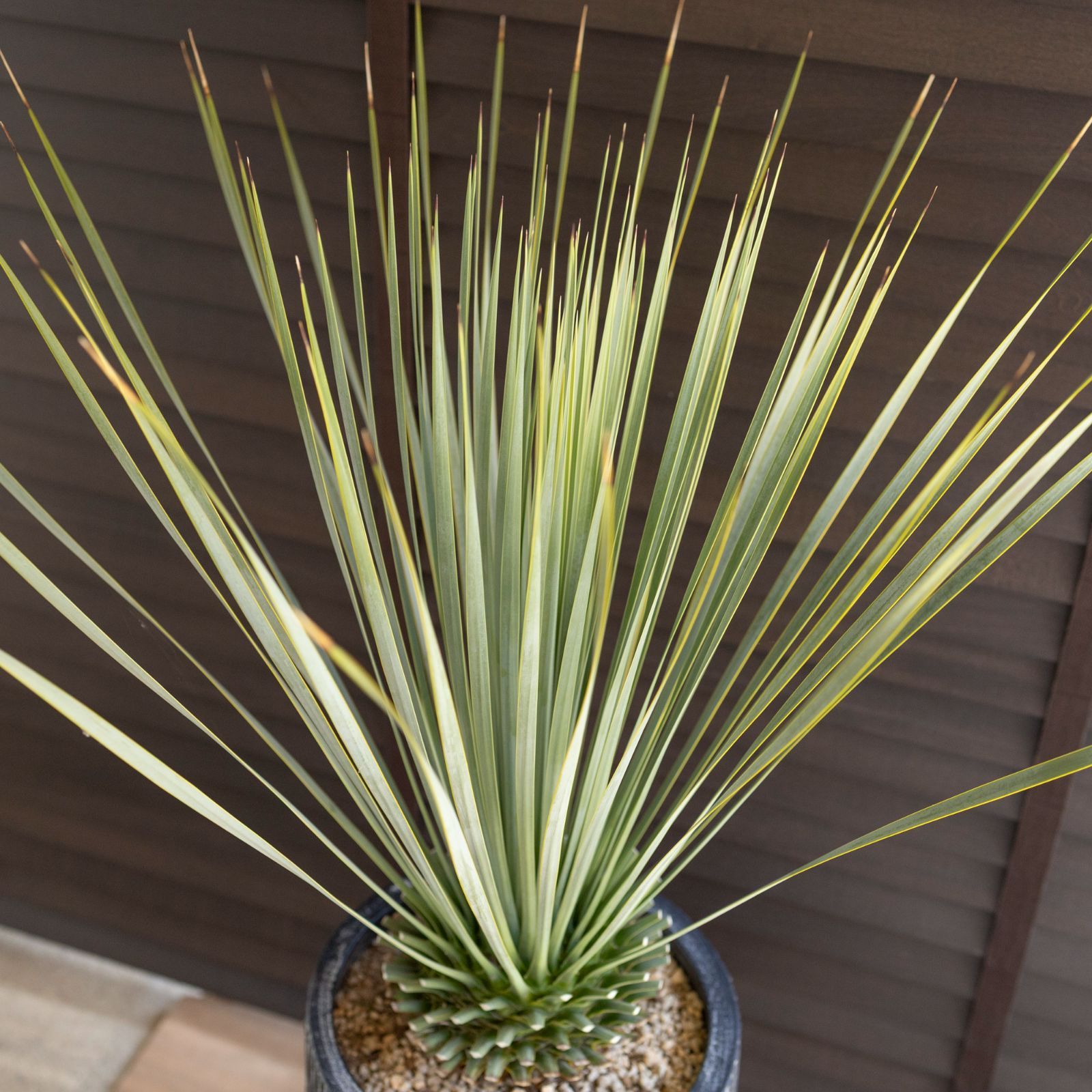 【実生】ユッカロストラータ(7号鉢)ドライガーデン 実生】ユッカロストラータ(7号鉢)ドライガーデン ユッカ ロストラータ