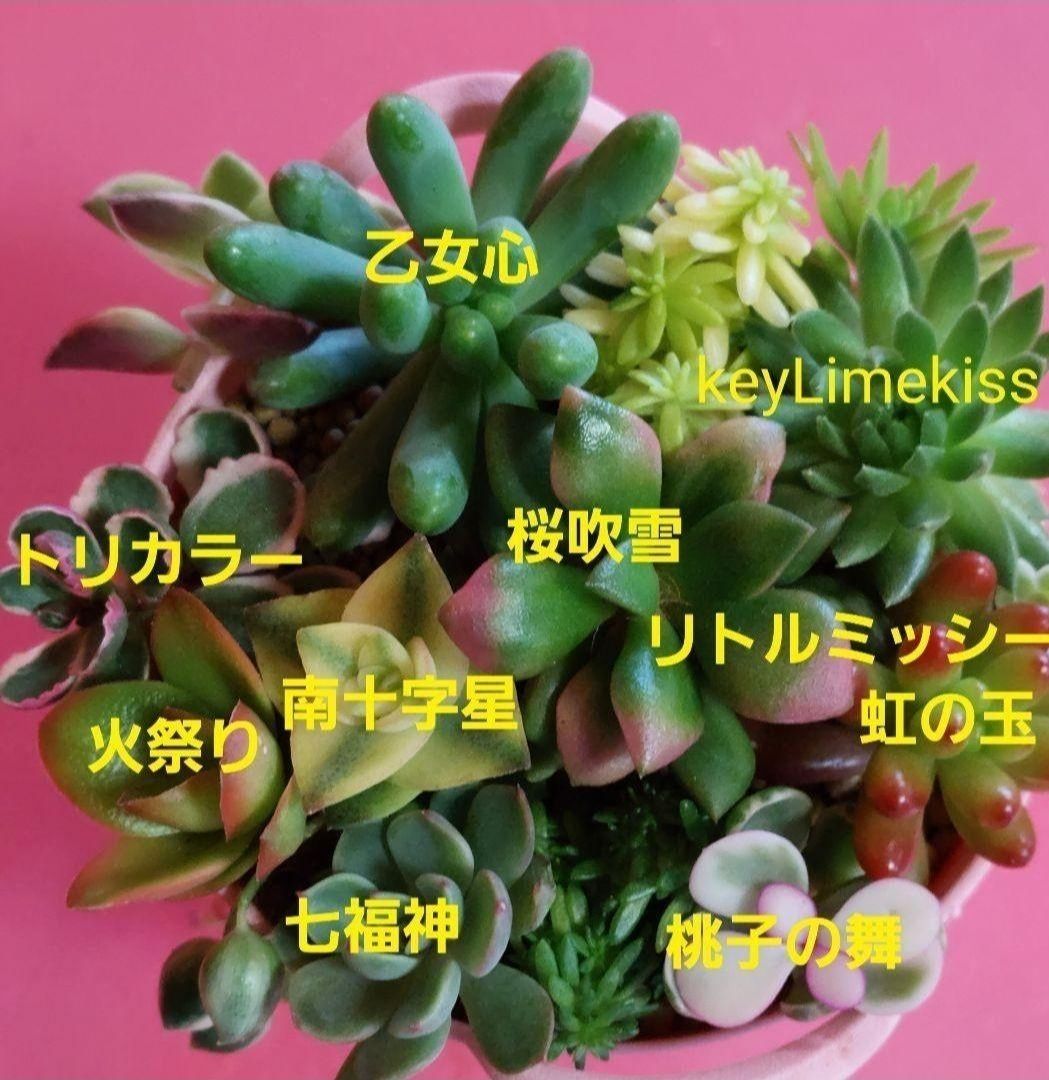 多肉植物…桜吹雪抜き苗&桃子の舞入りミニミニカット苗寄せ植えセット