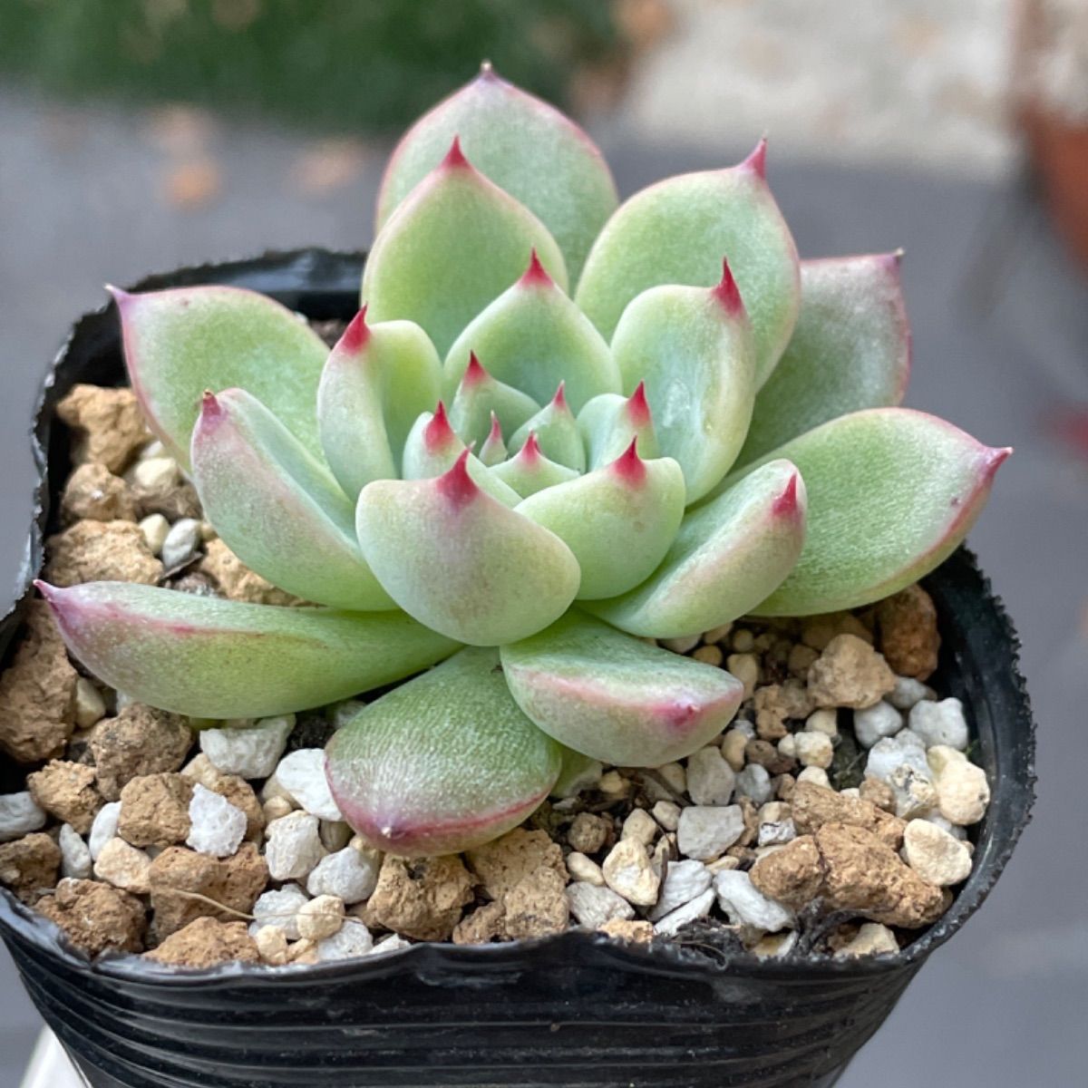 幸せなふたりに贈る結婚祝い 多肉植物 メルカリ プレリンゼ錦♡専用