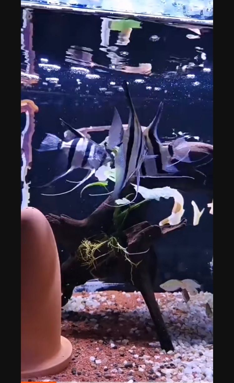 30Lろ材水質浄化抜群濾過フィルター自社製高品質セラミックリング送料込み 3Lろ材、水質浄化抜群、濾過フィルター自社製オリジナル高品質