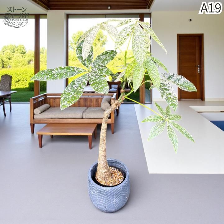 実生パキラミルキーウェイA8/複数接木/枝分岐パラソル仕立て/無機質