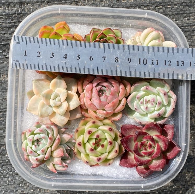 64.大量☆多肉植物 エケベリア カット苗詰め合わせ