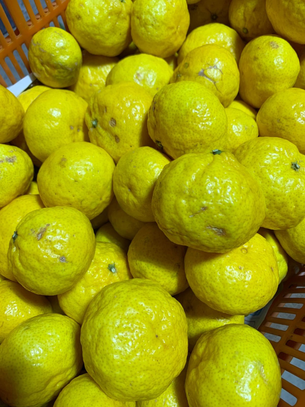 koharu様専用 レモンの葉 - 標本