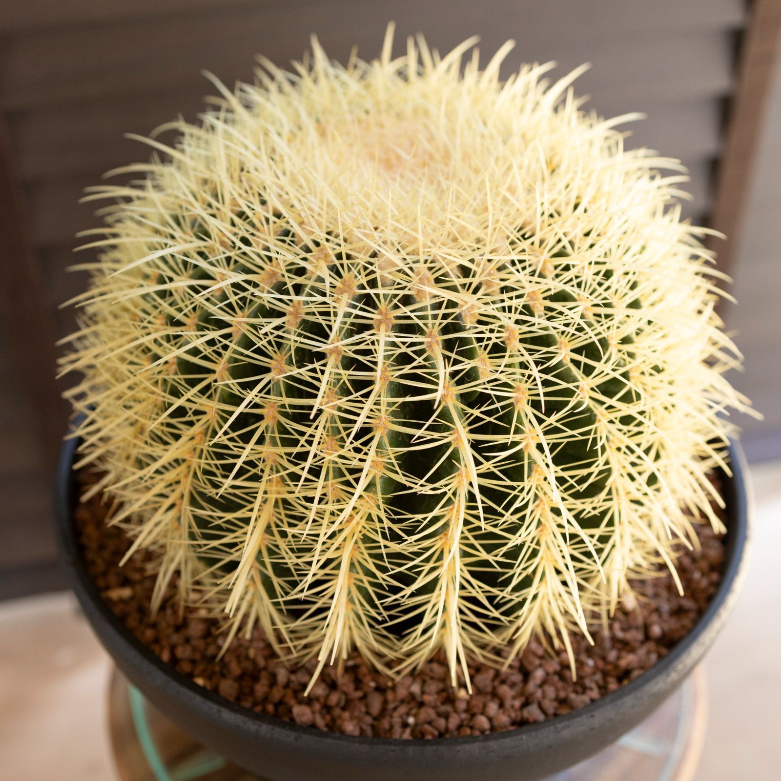 発根済 30cm