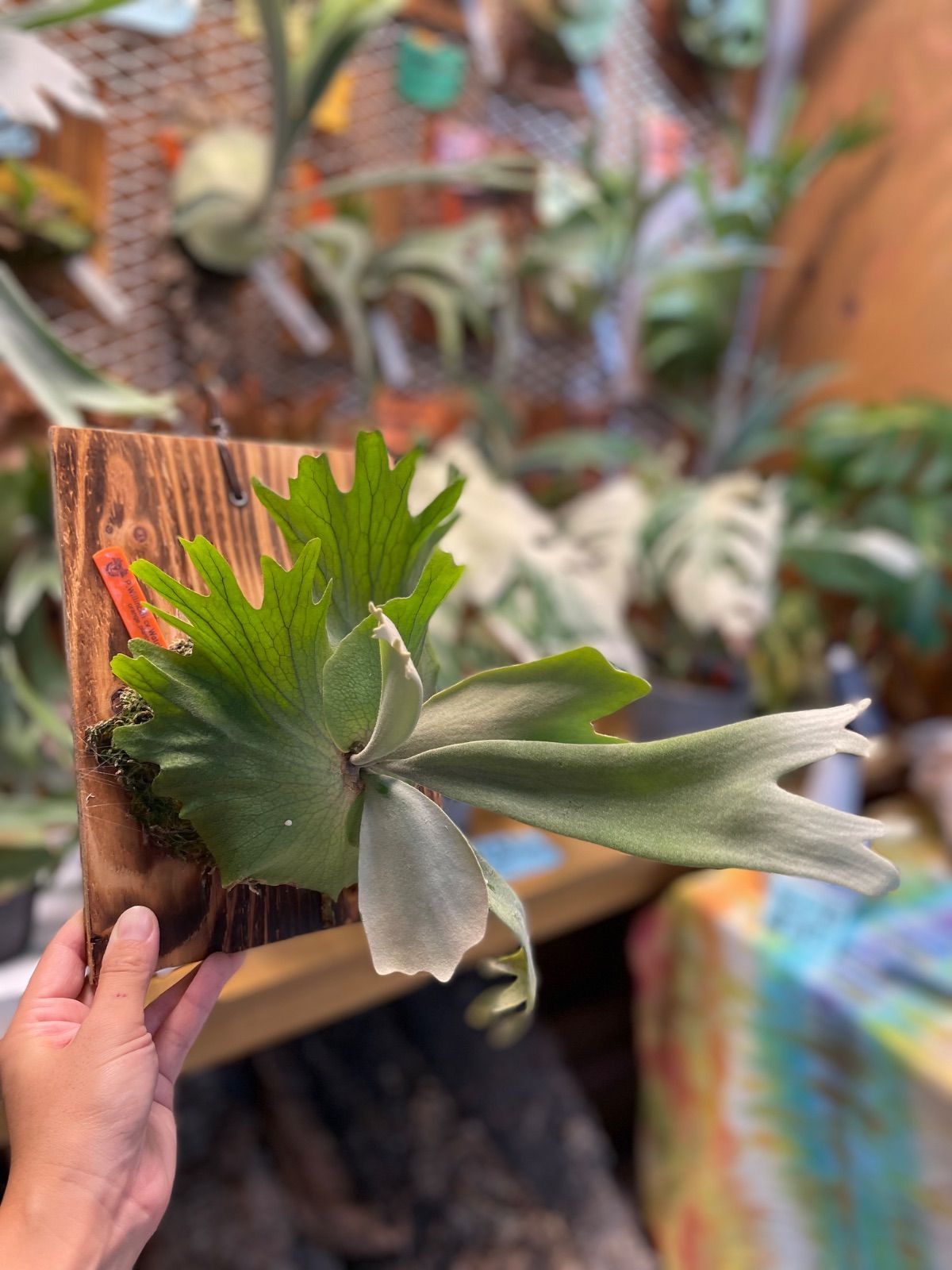 P.Willinckii cvWachara