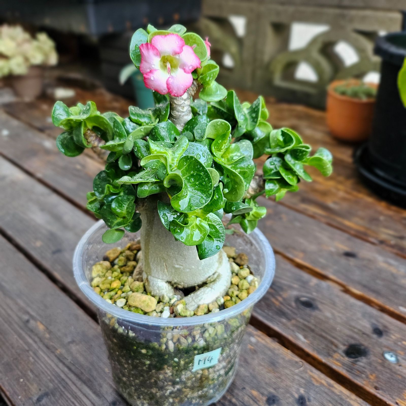 M4《 Adenium Arabicum D.H.A》アデニウム アラビカム 獅子葉